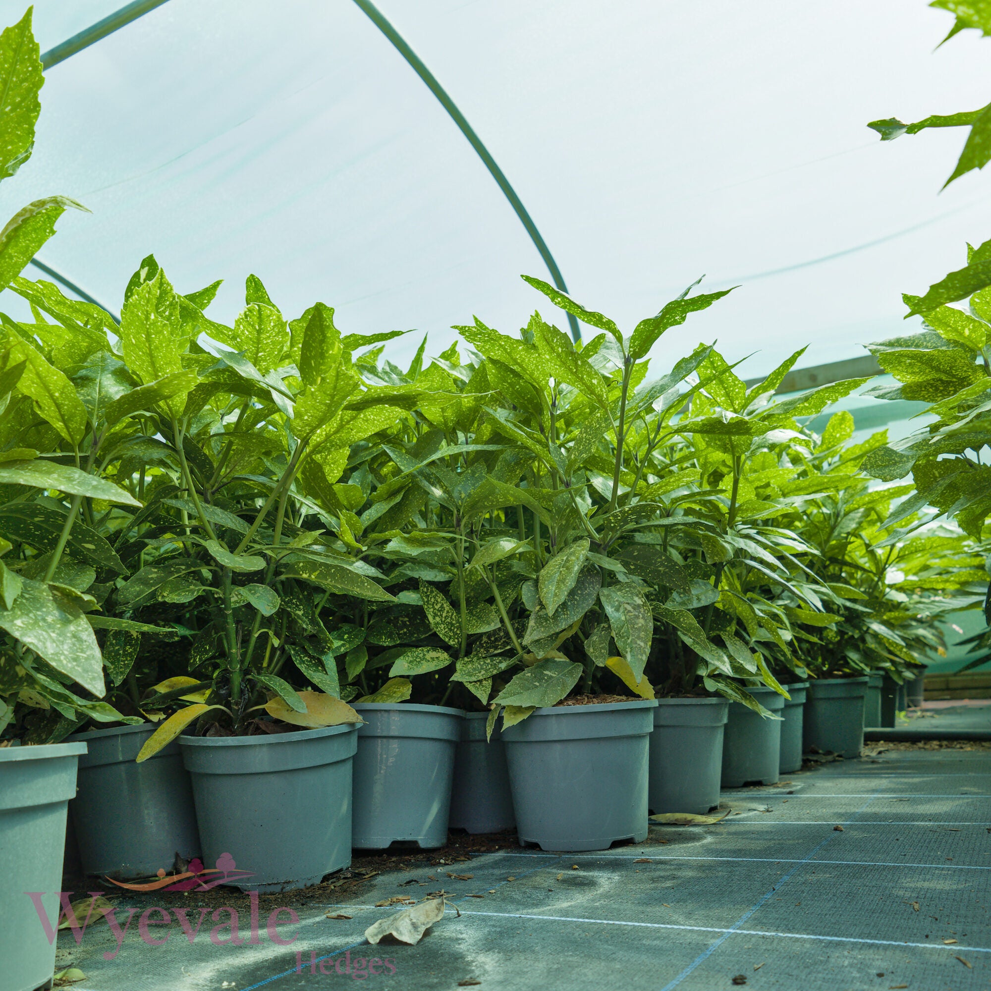 Aucuba japonica (Spotted Laurel) 'Variegata'