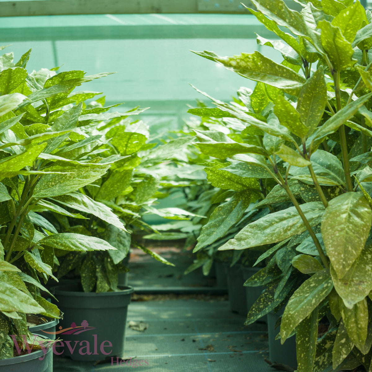Aucuba japonica (Spotted Laurel) 'Variegata'