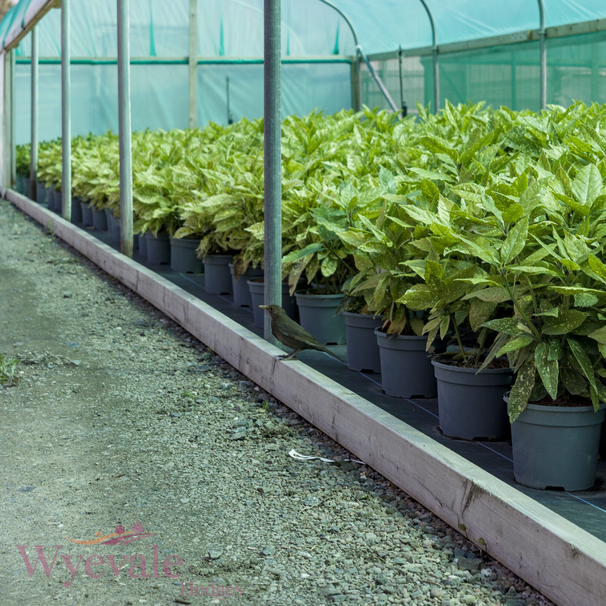 Aucuba japonica (Spotted Laurel) 'Variegata'