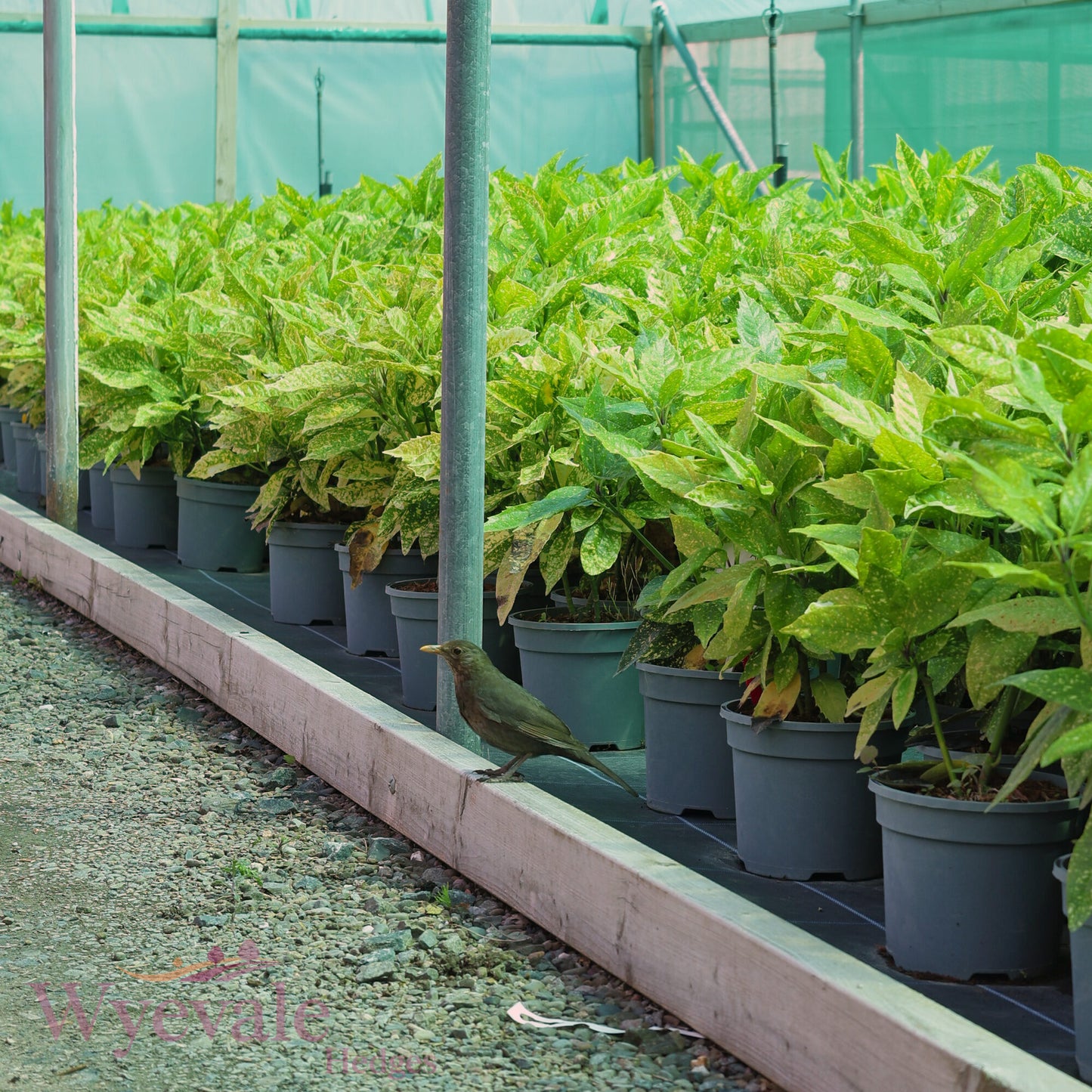 Aucuba japonica (Spotted Laurel) 'Variegata'
