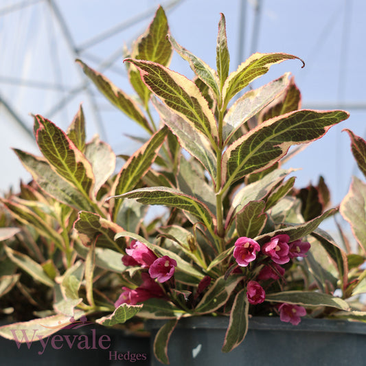 Weigela 'All Summer Red'