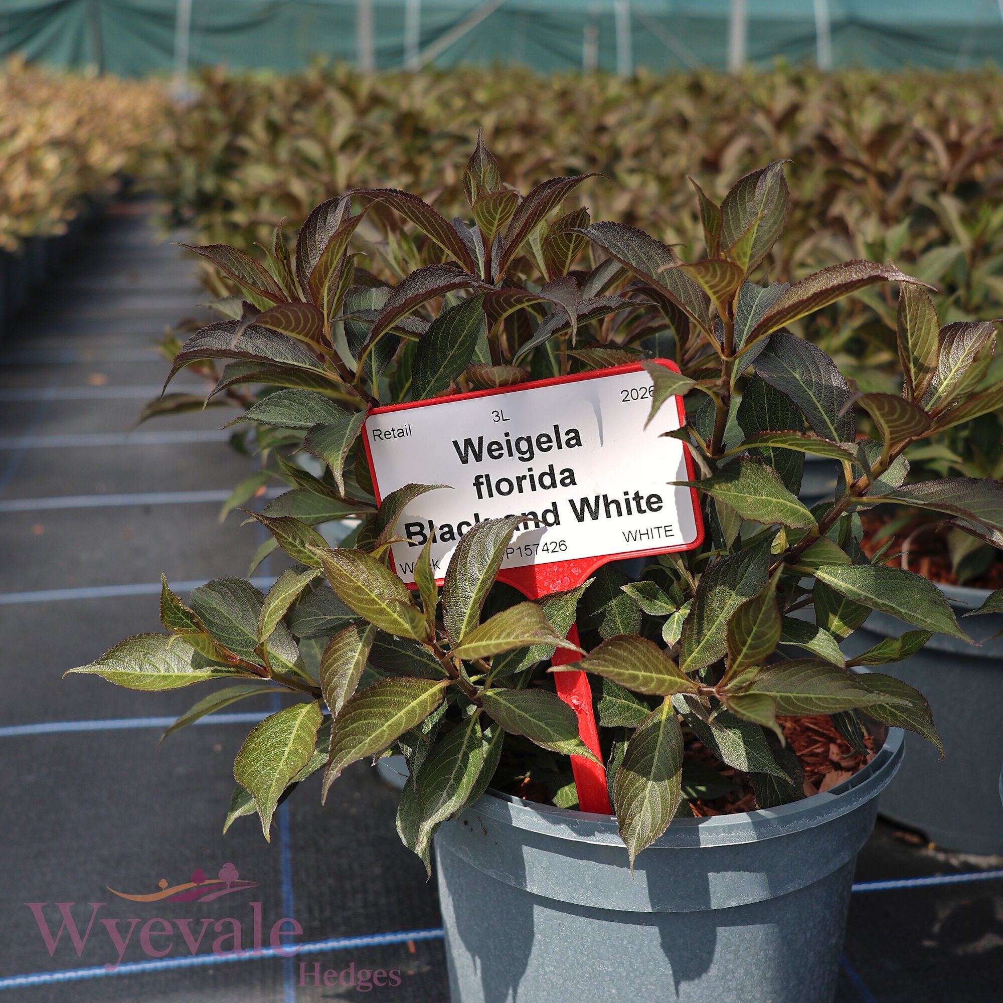 Weigela florida (Weigela) 'Black and White'
