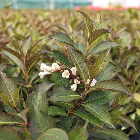 Weigela florida (Weigela) 'Black and White'