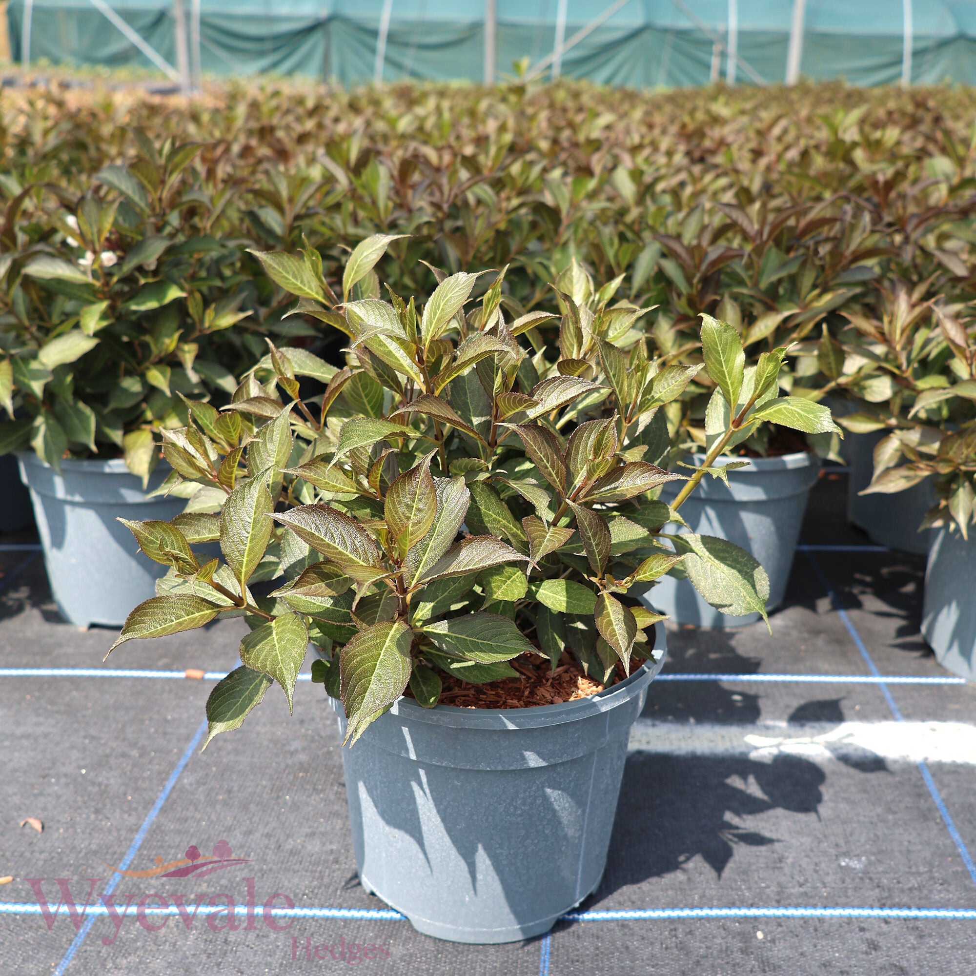 Weigela florida (Weigela) 'Black and White'