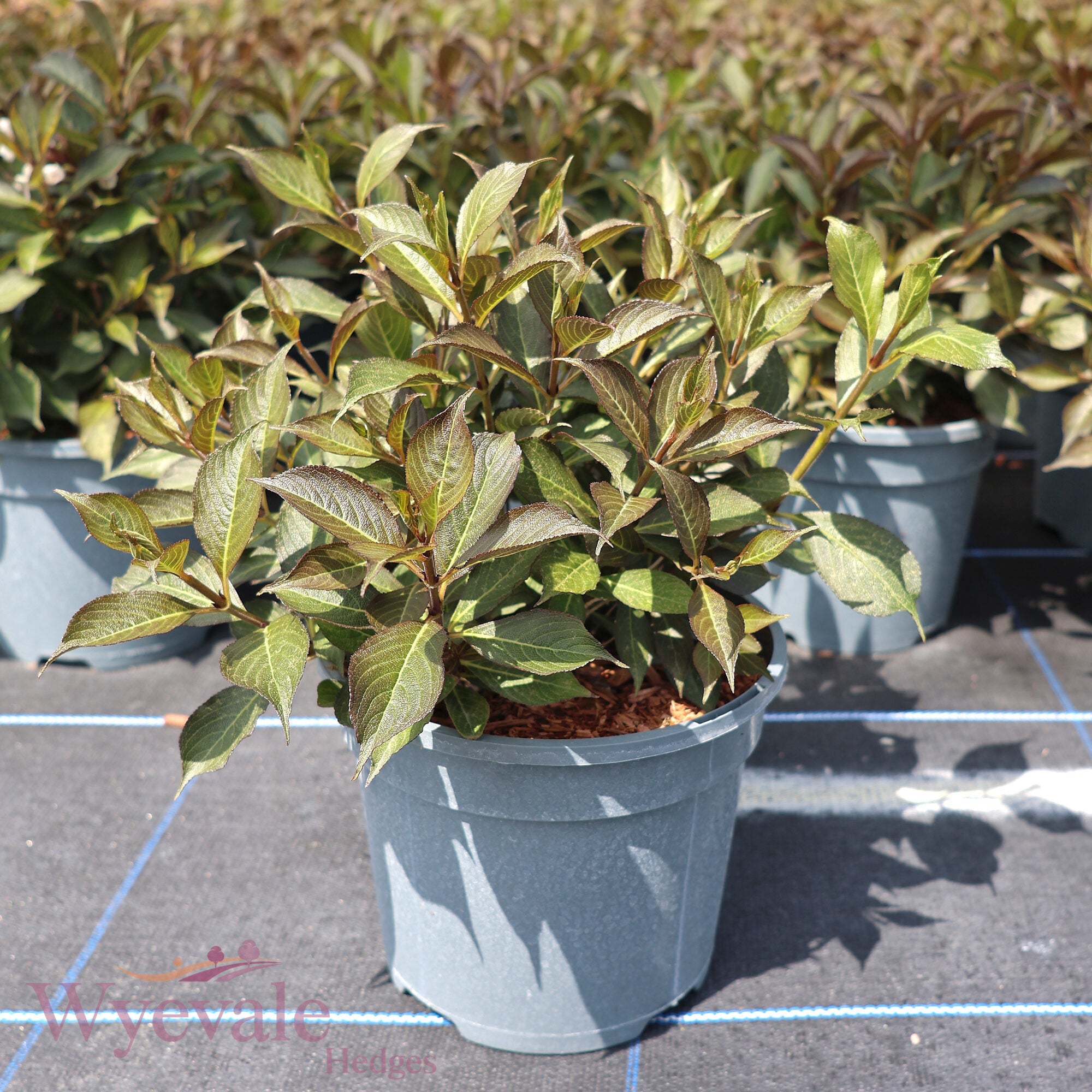 Weigela florida (Weigela) 'Black and White'