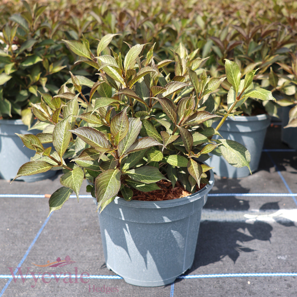 Weigela florida (Weigela) 'Black and White'