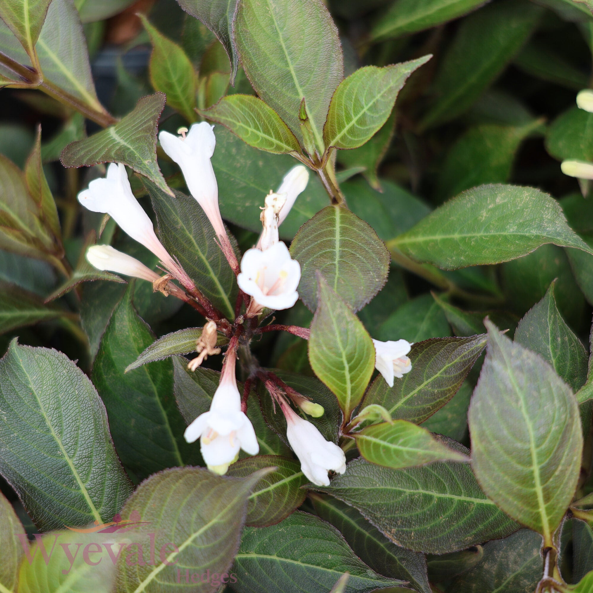 Weigela florida (Weigela) 'Black and White'