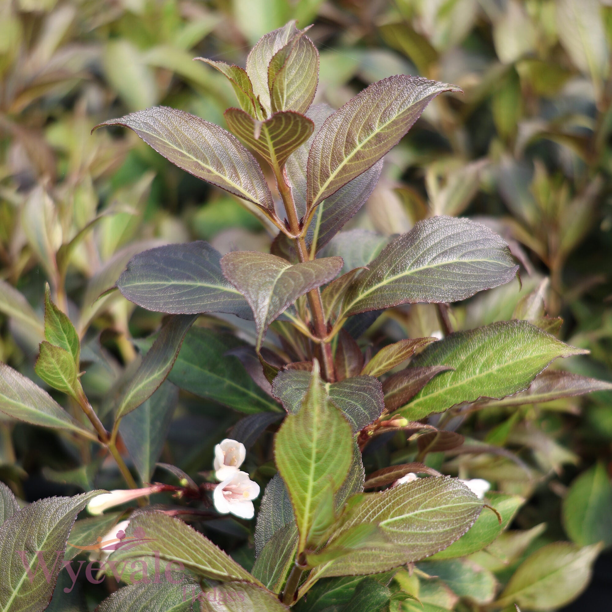 Weigela florida (Weigela) 'Black and White'