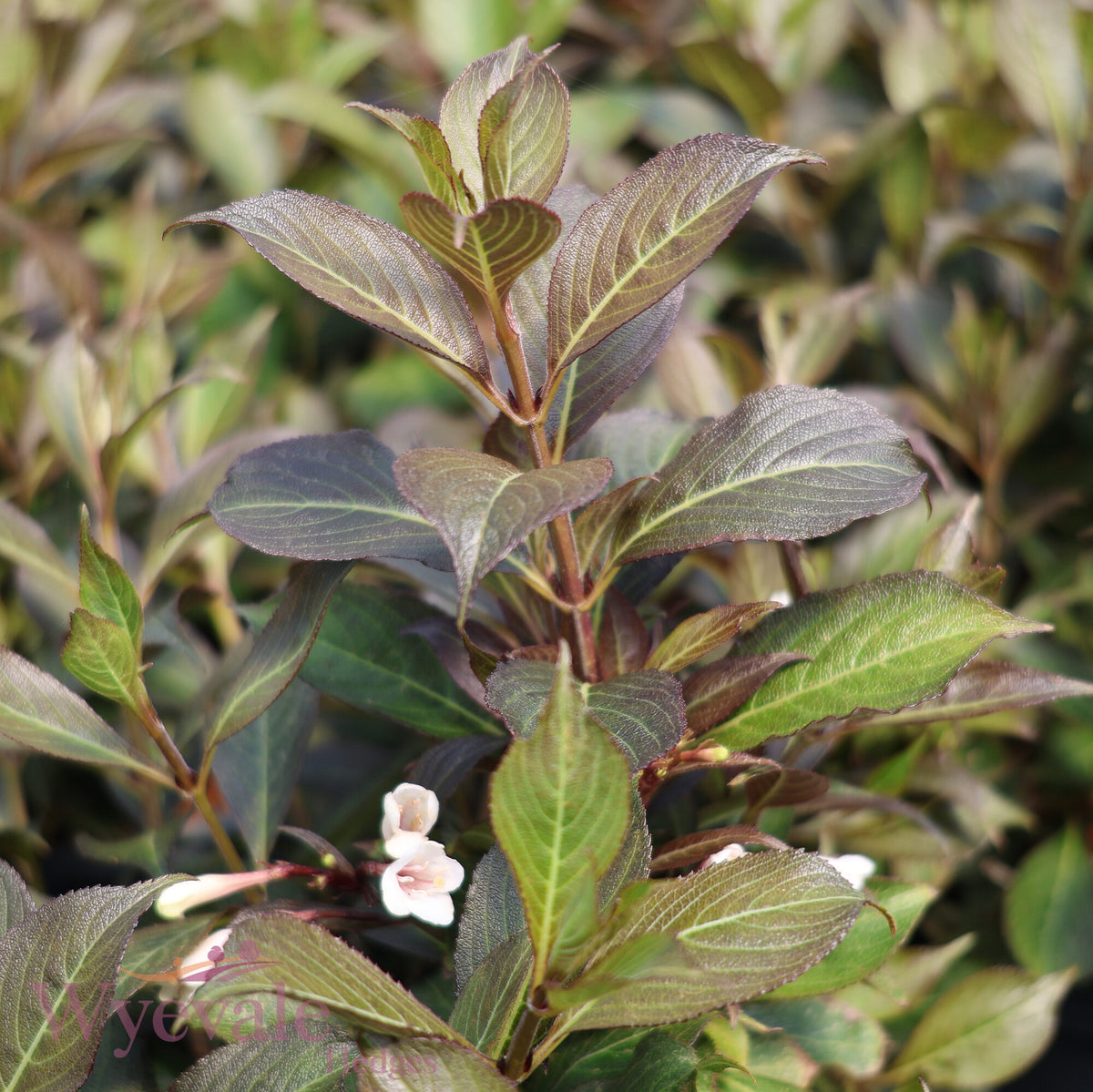 Weigela florida (Weigela) 'Black and White'