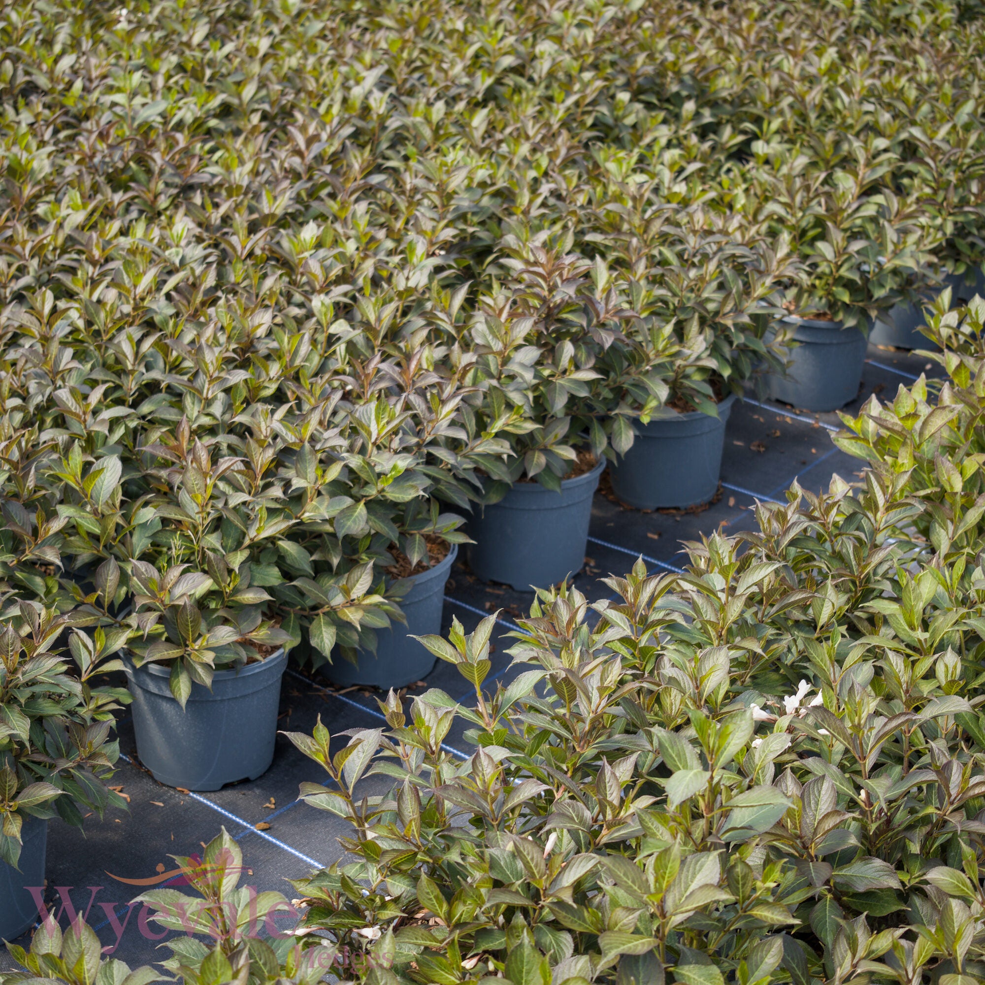Weigela florida (Weigela) 'Black and White'