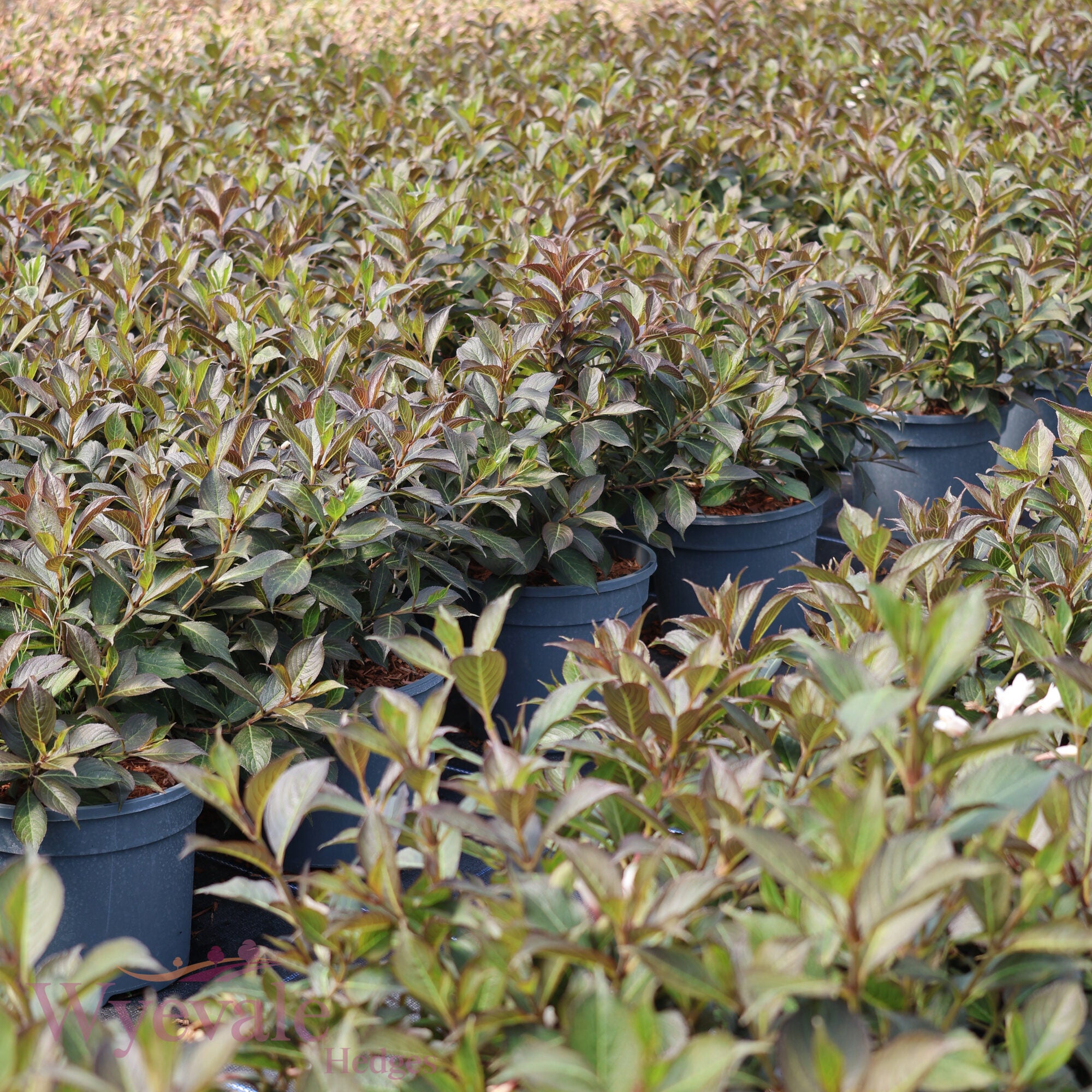 Weigela florida (Weigela) 'Black and White'