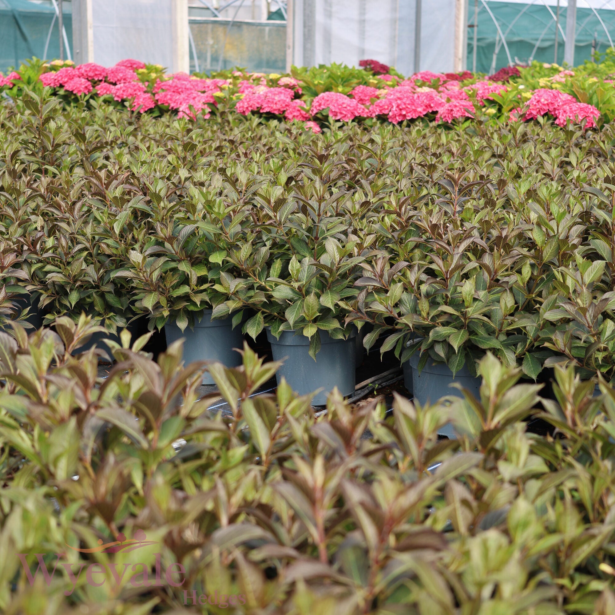Weigela florida (Weigela) 'Black and White'