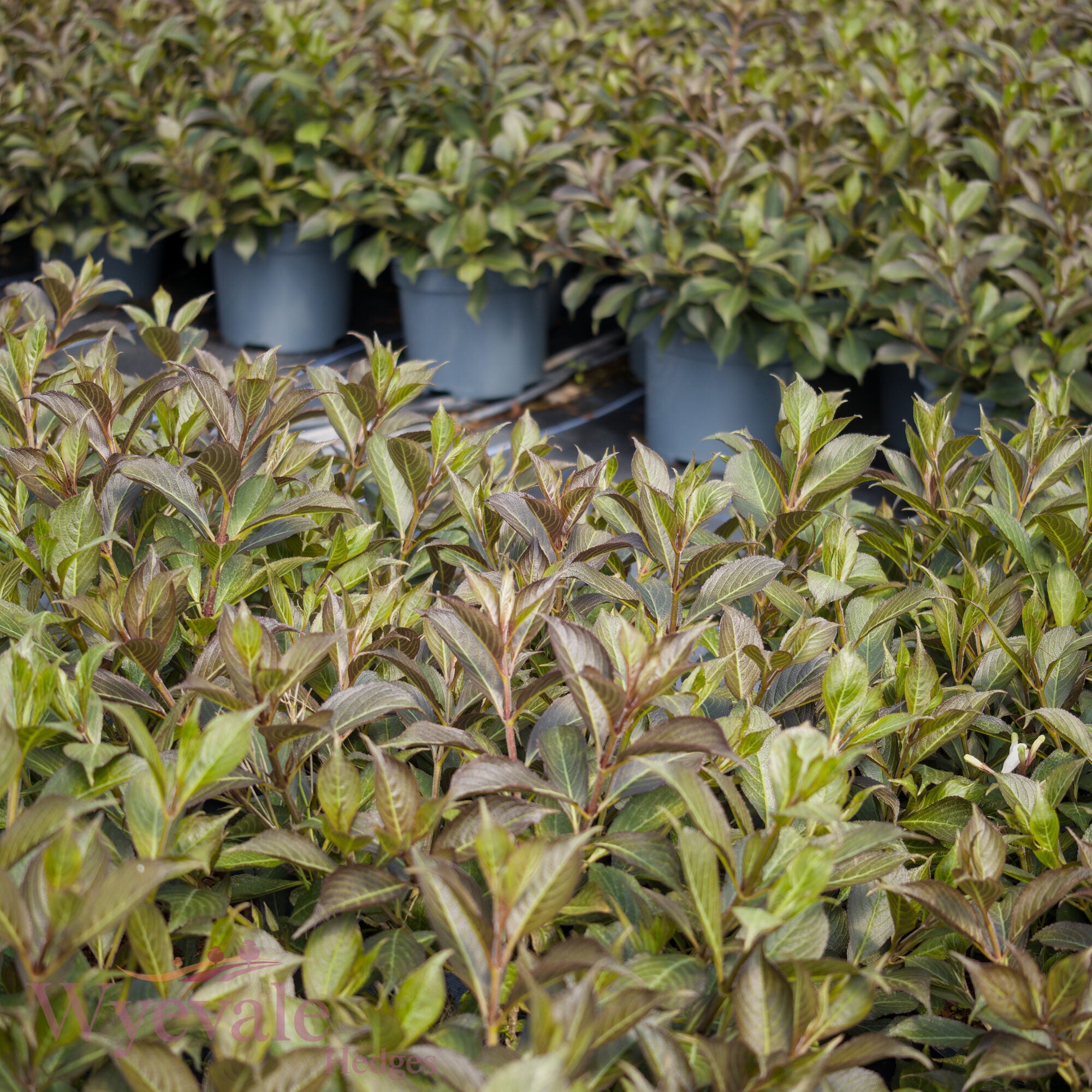 Weigela florida (Weigela) 'Black and White'