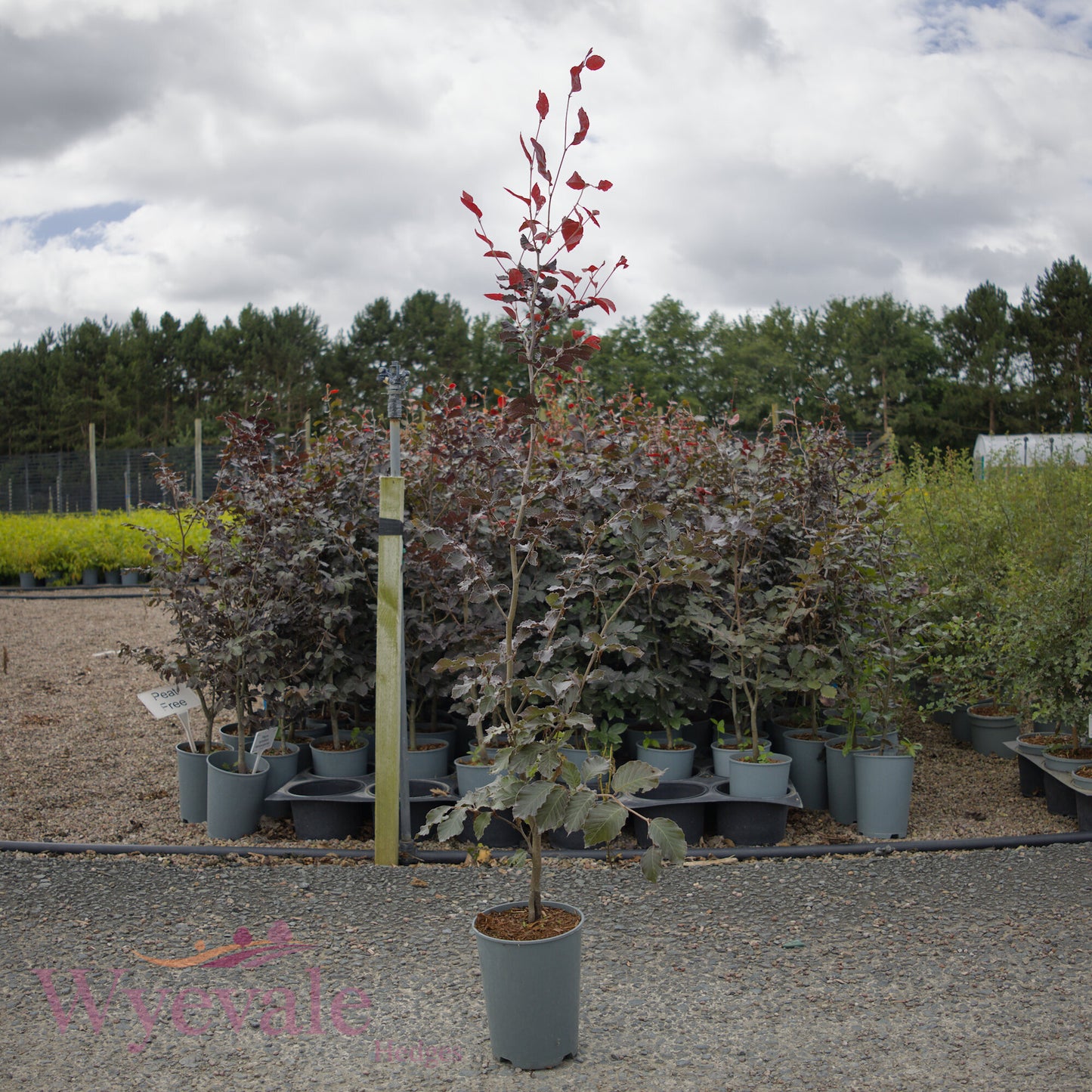 Fagus sylvatica (Purple/Copper Beech) 'Atropurpurea'