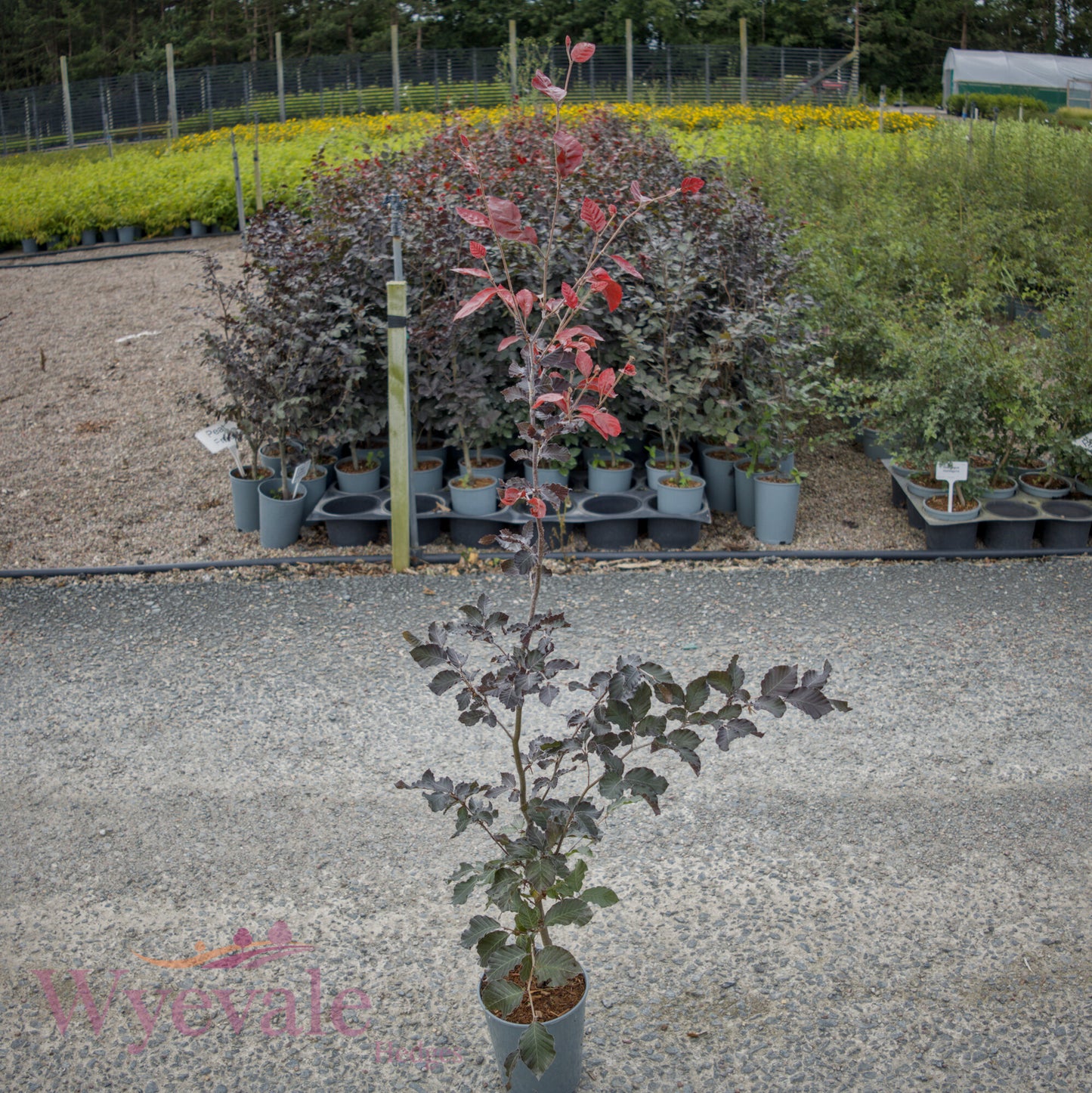Fagus sylvatica (Purple/Copper Beech) 'Atropurpurea'