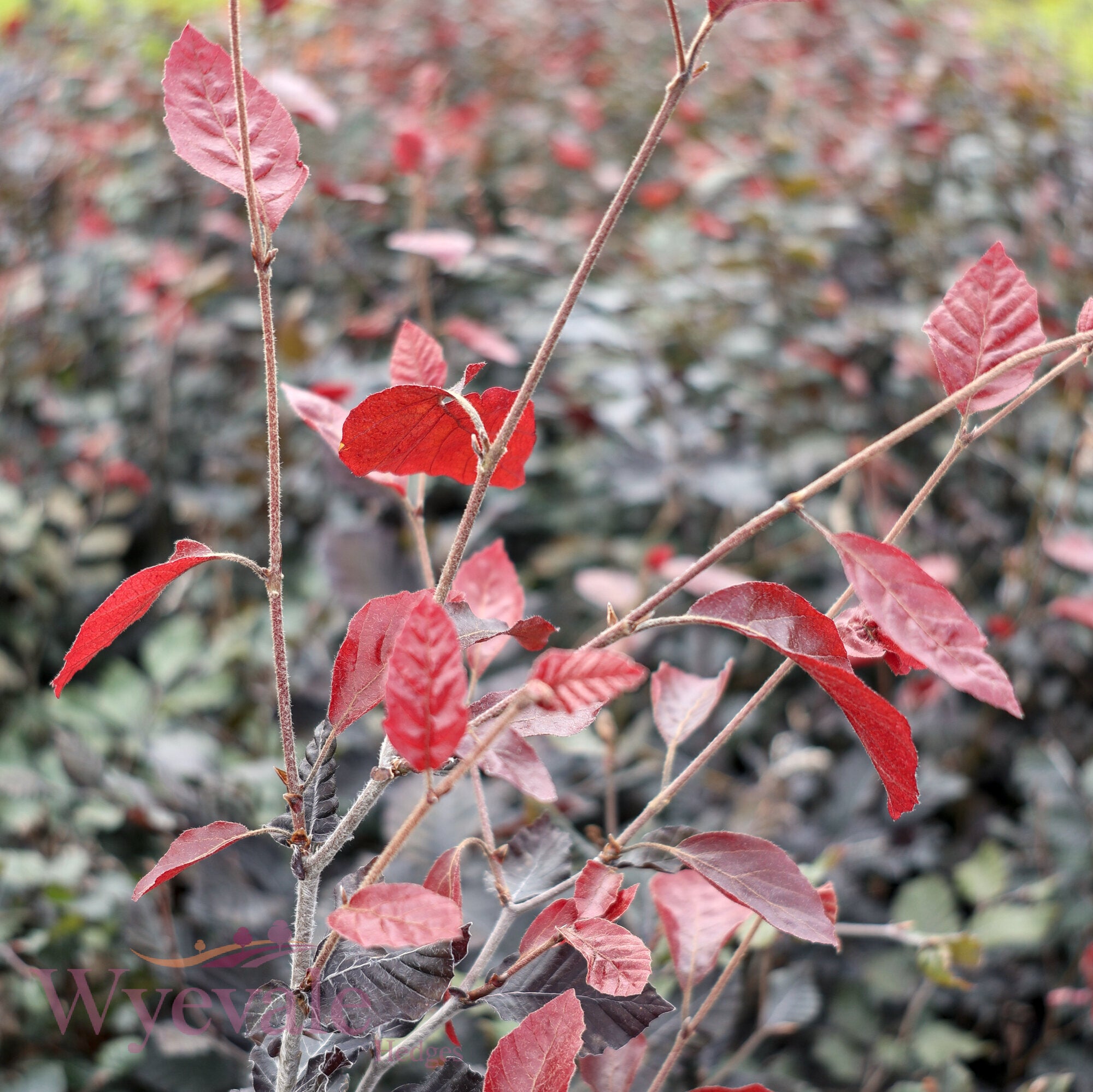 Fagus sylvatica (Purple/Copper Beech) 'Atropurpurea'