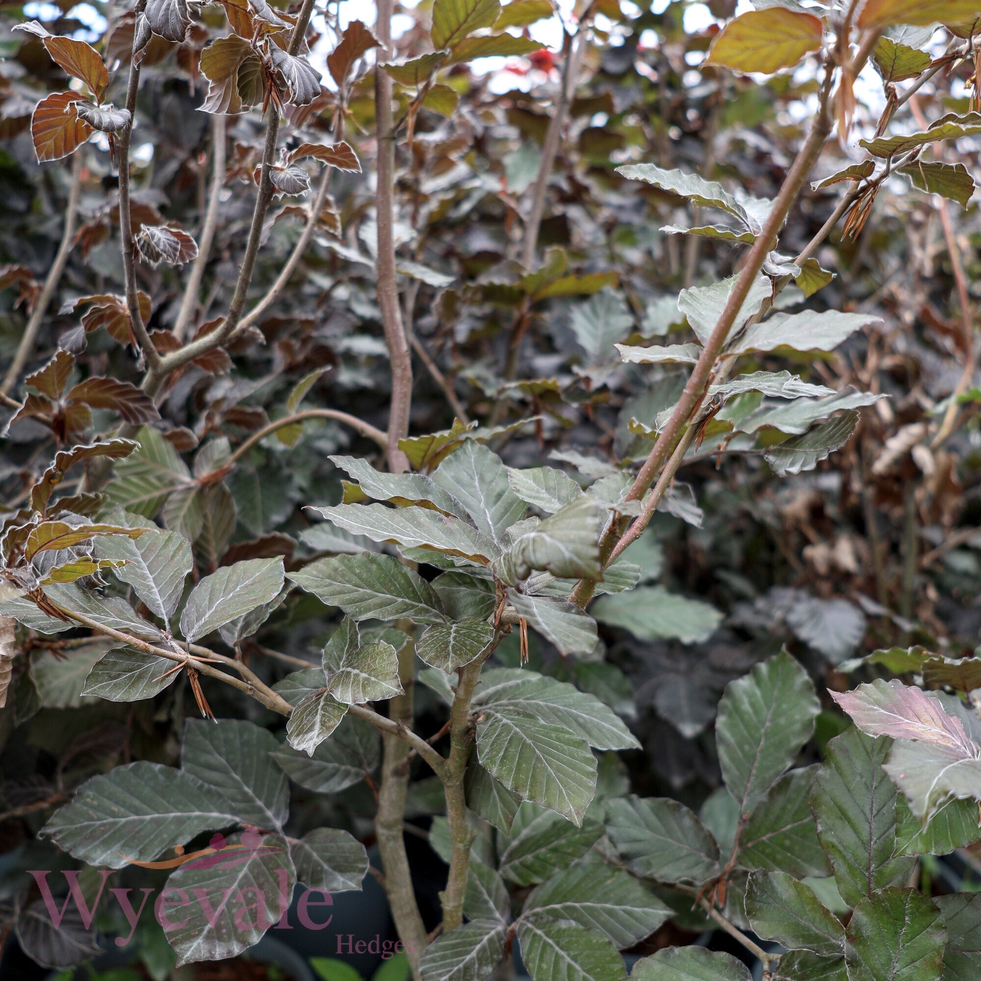 Fagus sylvatica (Purple/Copper Beech) 'Atropurpurea'