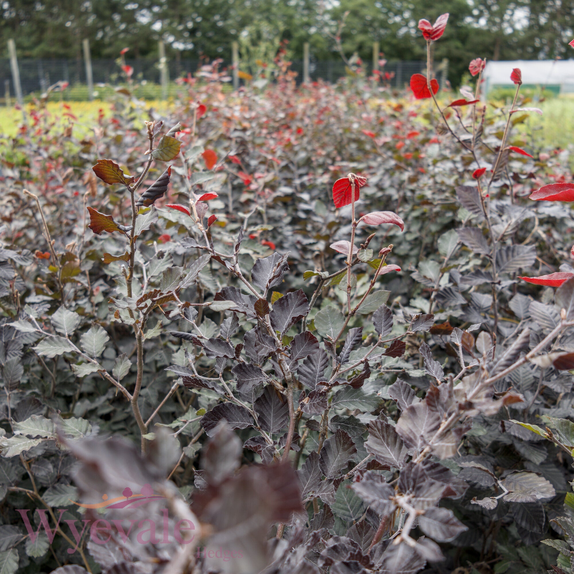 Fagus sylvatica (Purple/Copper Beech) 'Atropurpurea'