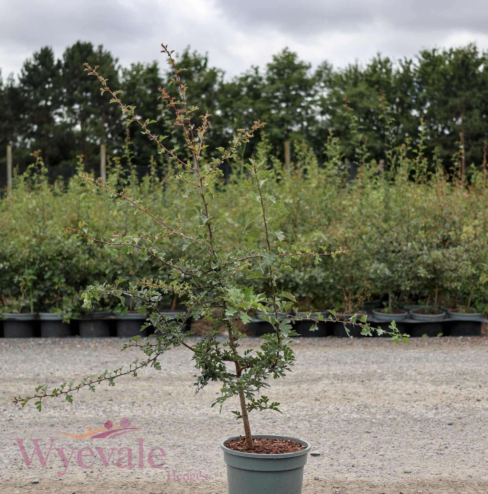 Crataegus monogyna (Hawthorn)