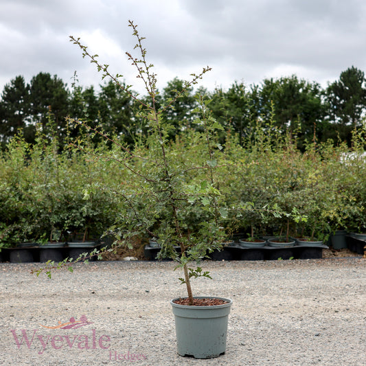 Crataegus monogyna (Hawthorn)