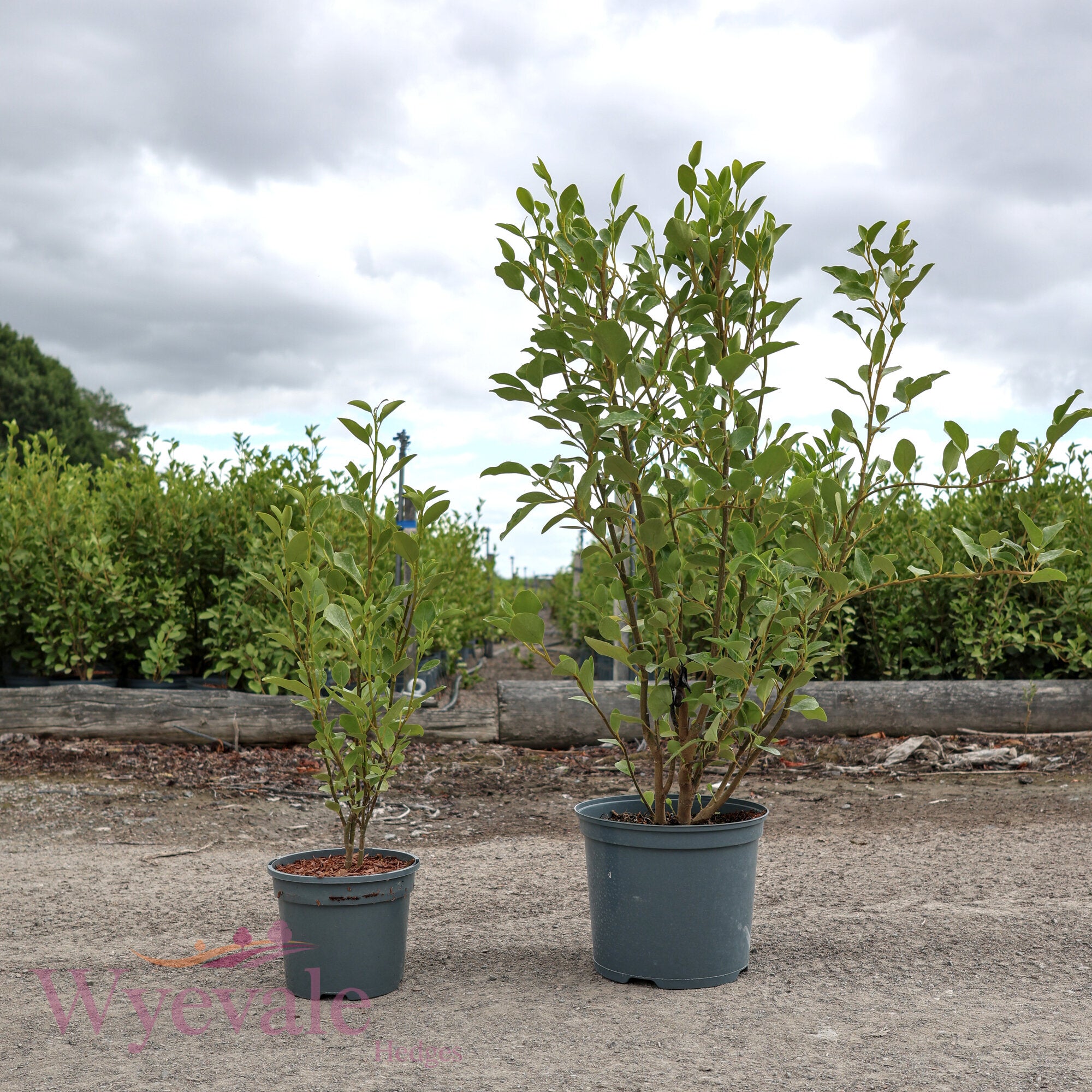 Griselinia littoralis (Broadleaf)