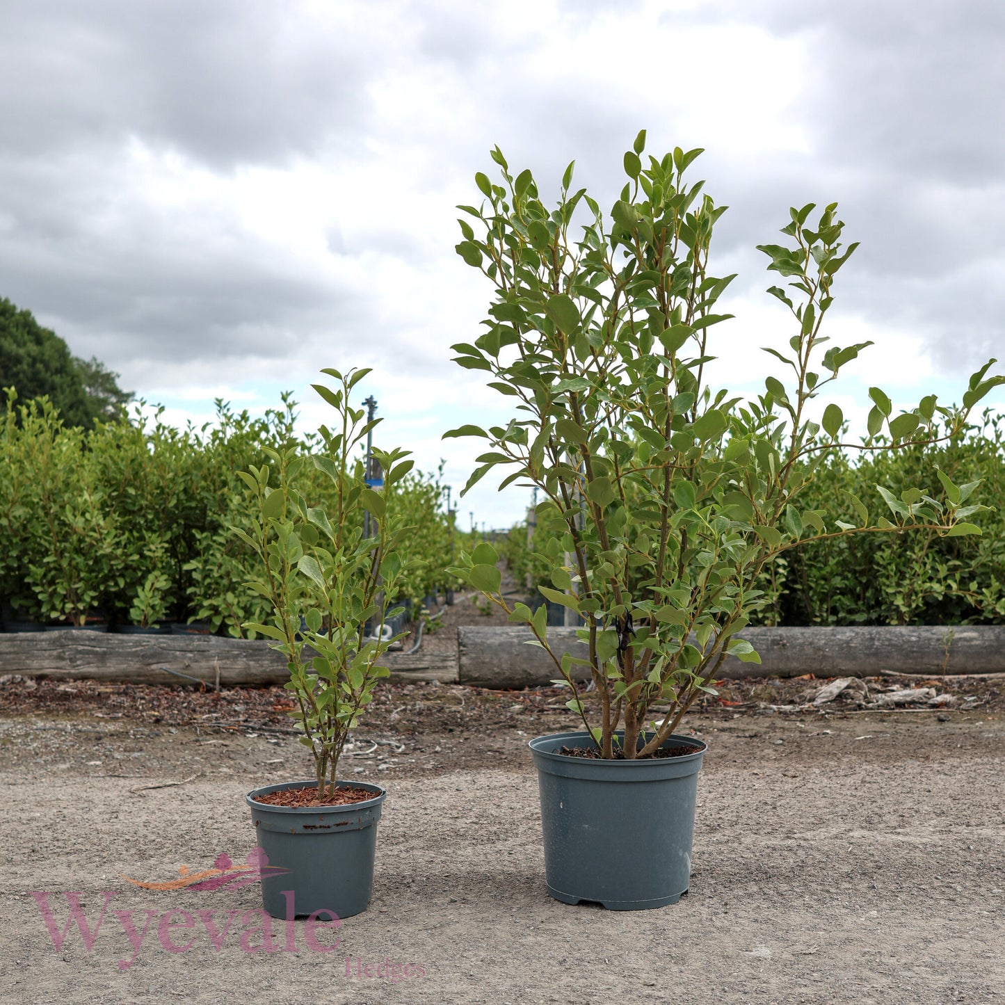 Griselinia littoralis (Broadleaf)