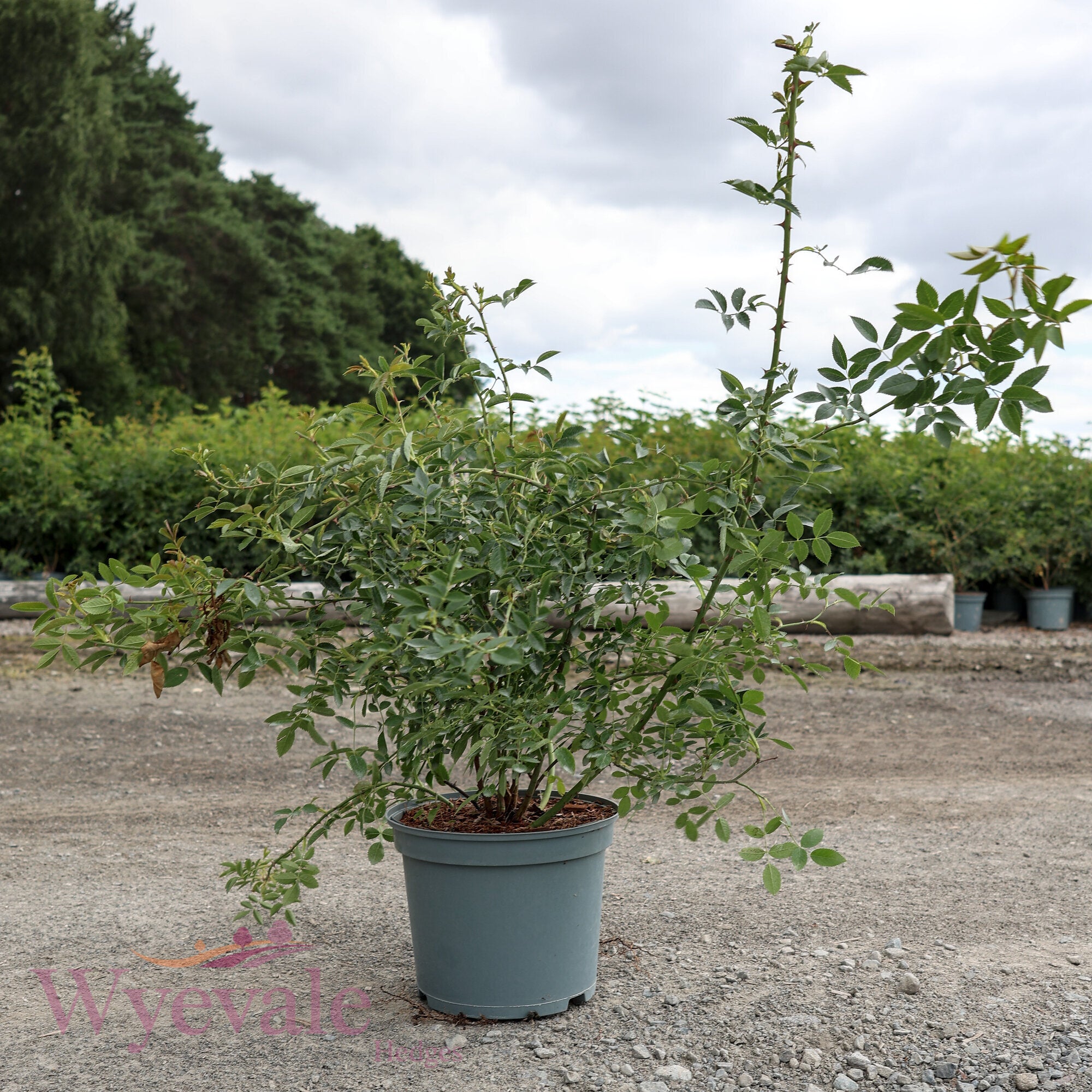 Rosa canina (Dog rose)