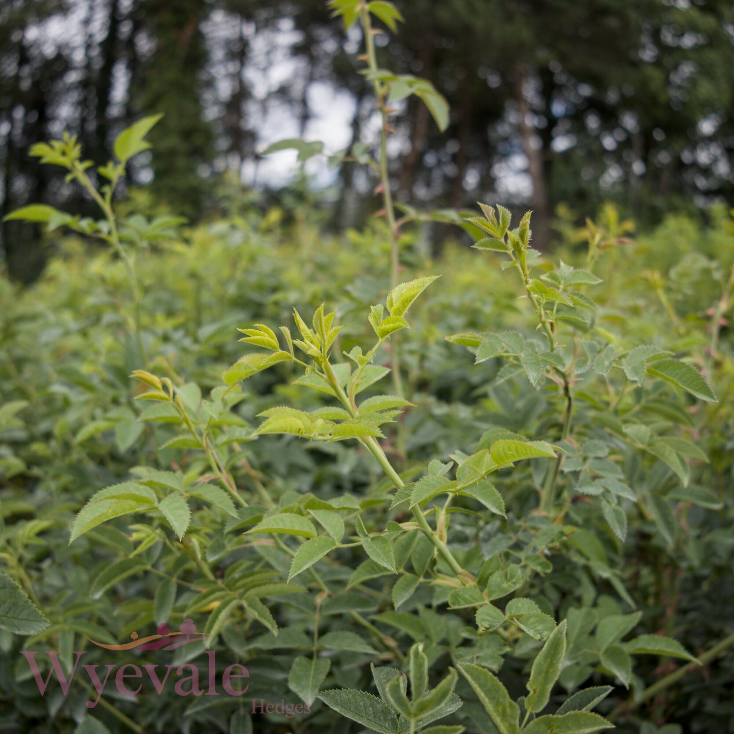 Rosa canina (Dog rose)