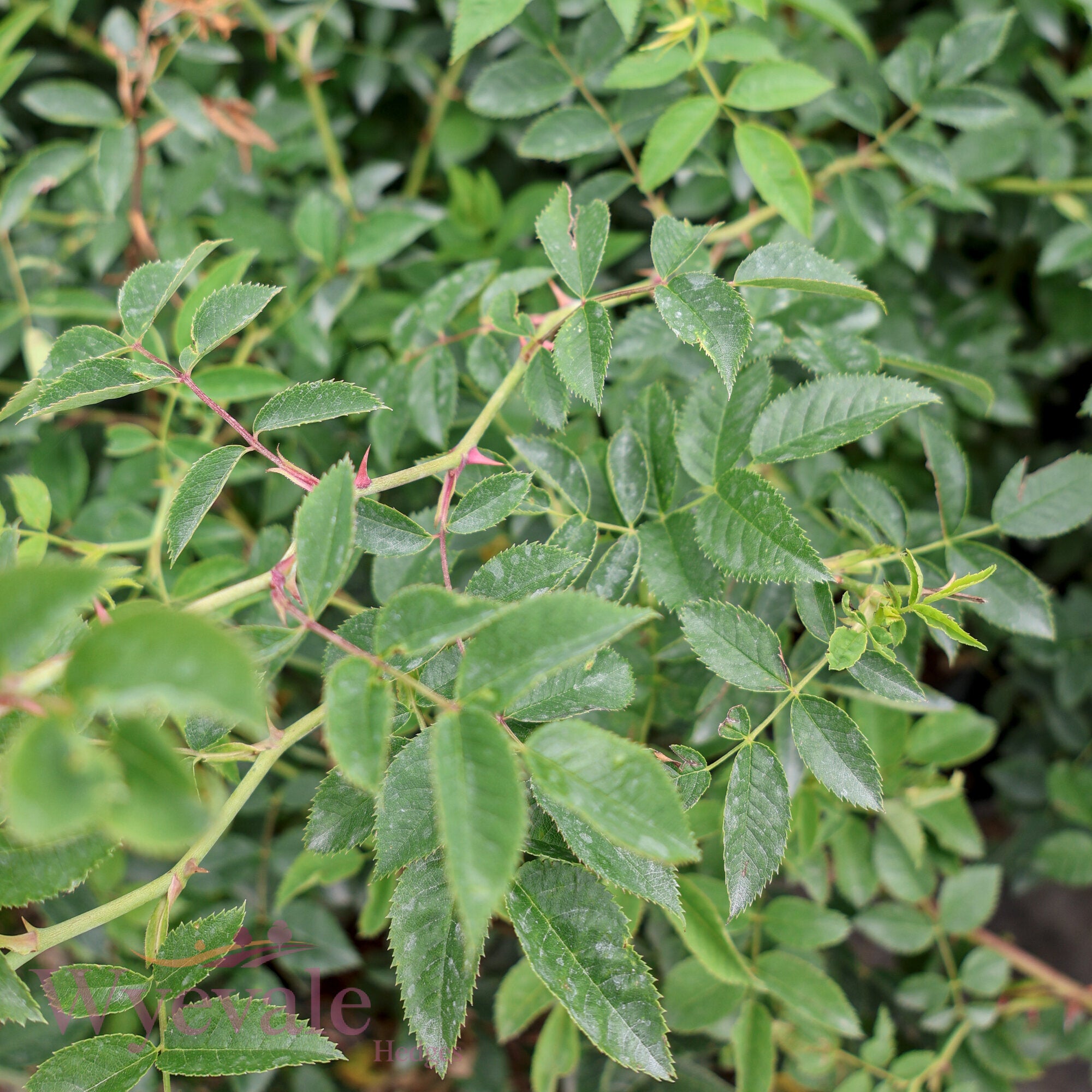 Rosa canina (Dog rose)