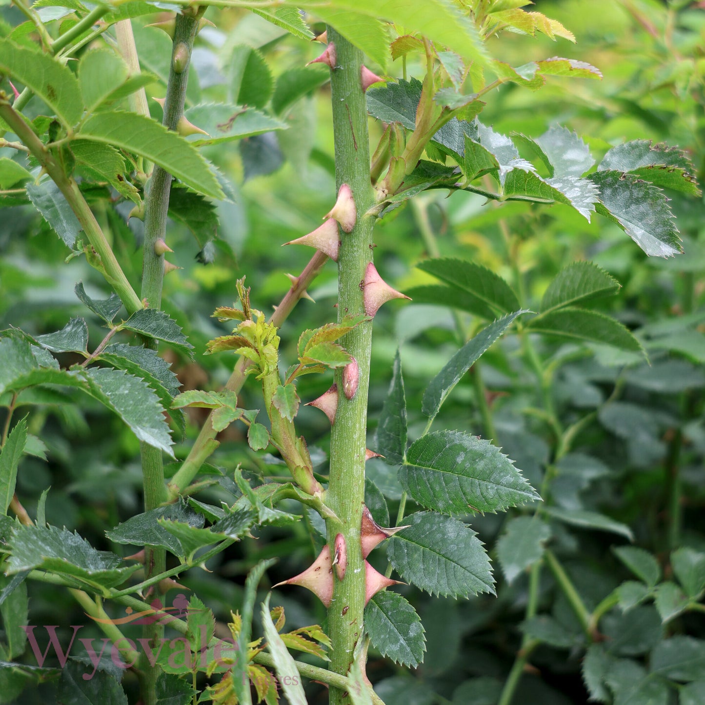 Rosa canina (Dog rose)