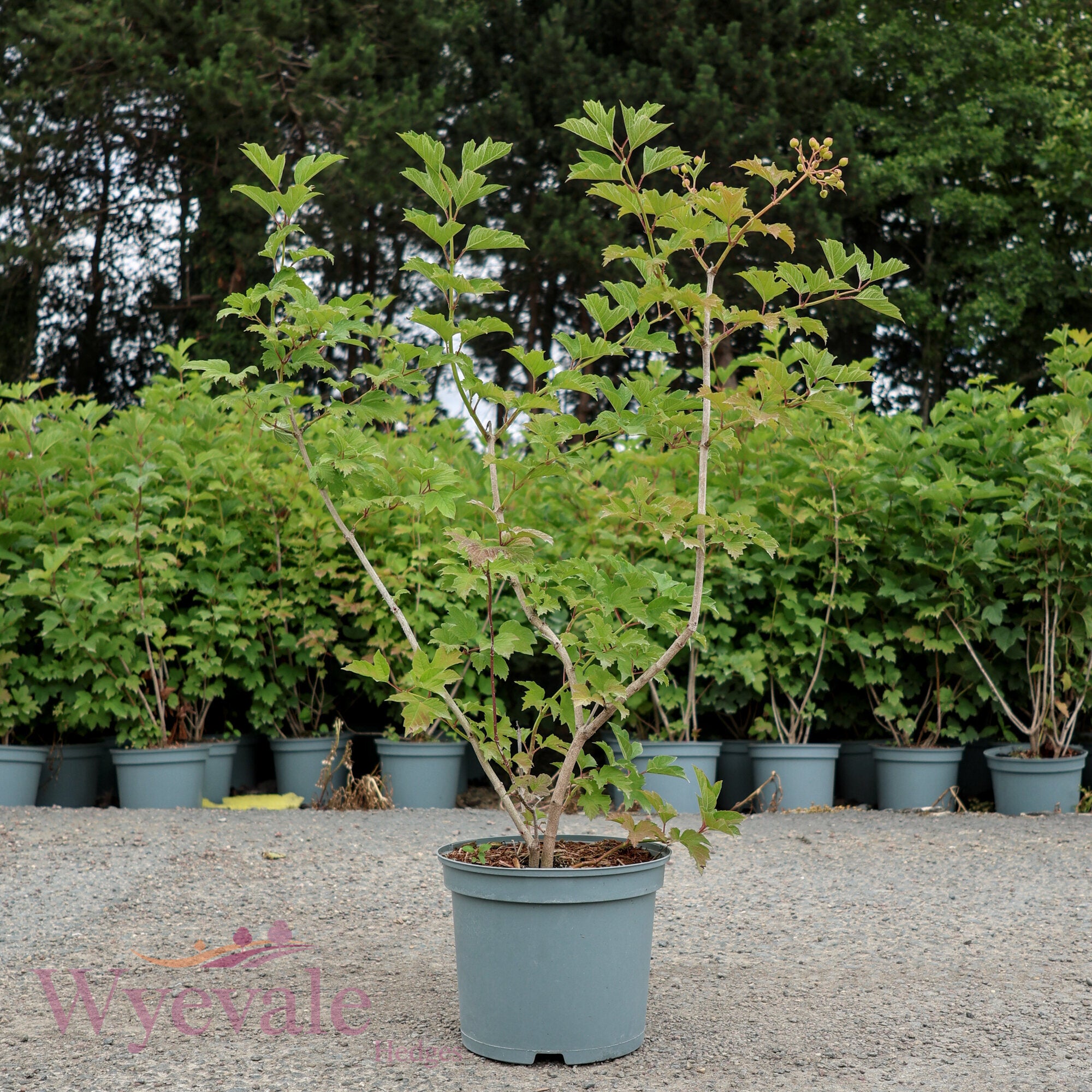 Viburnum opulus (Guelder rose)