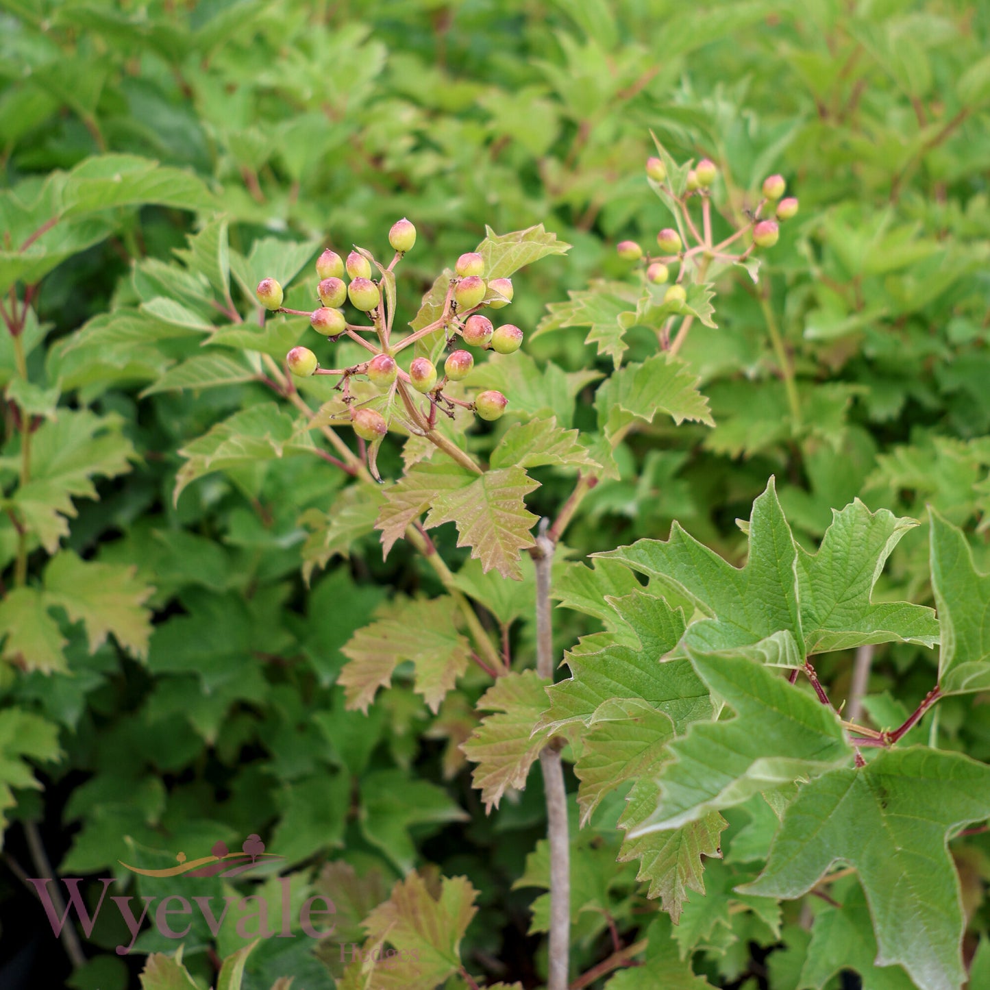 Viburnum opulus (Guelder rose)