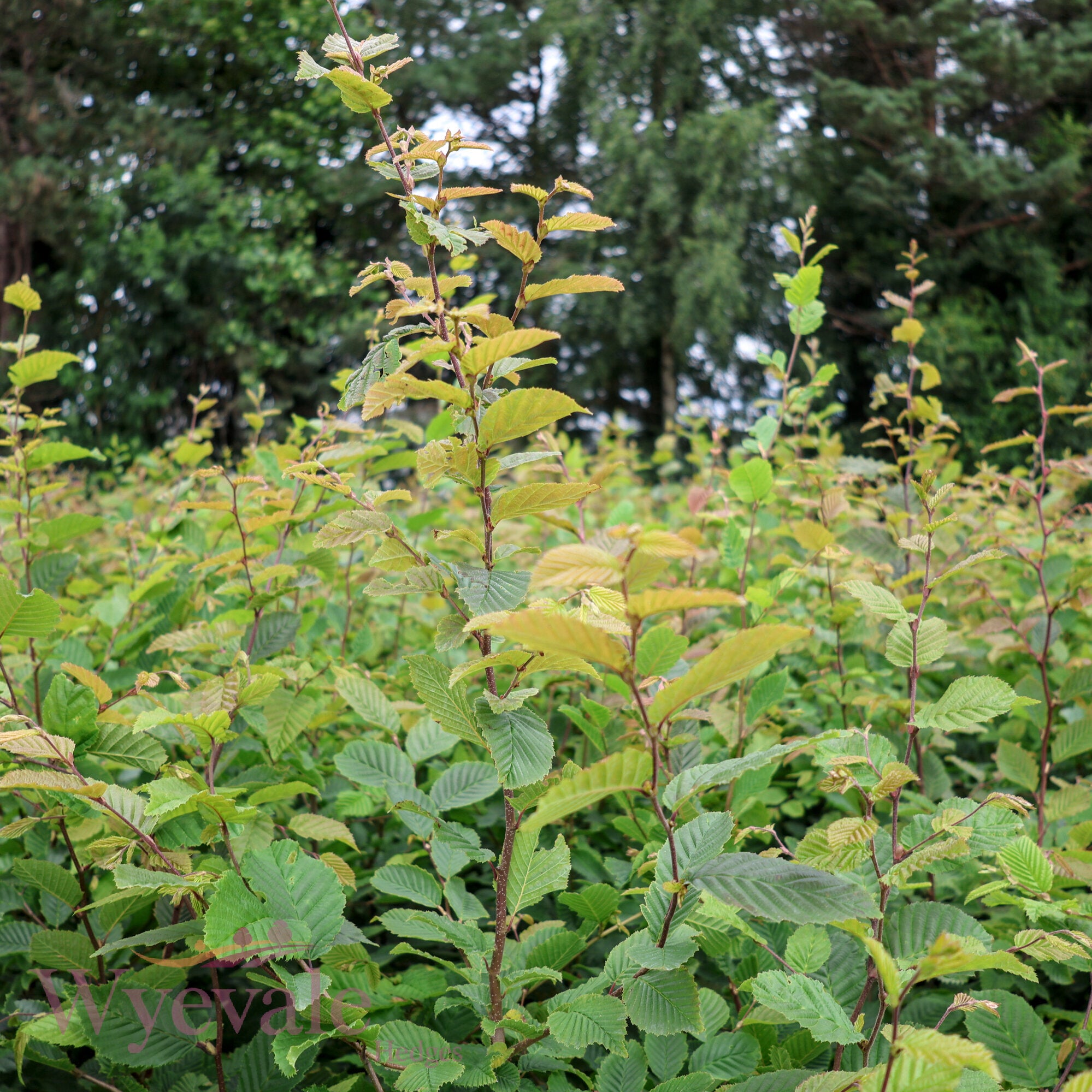 Carpinus betulus (Hornbeam)