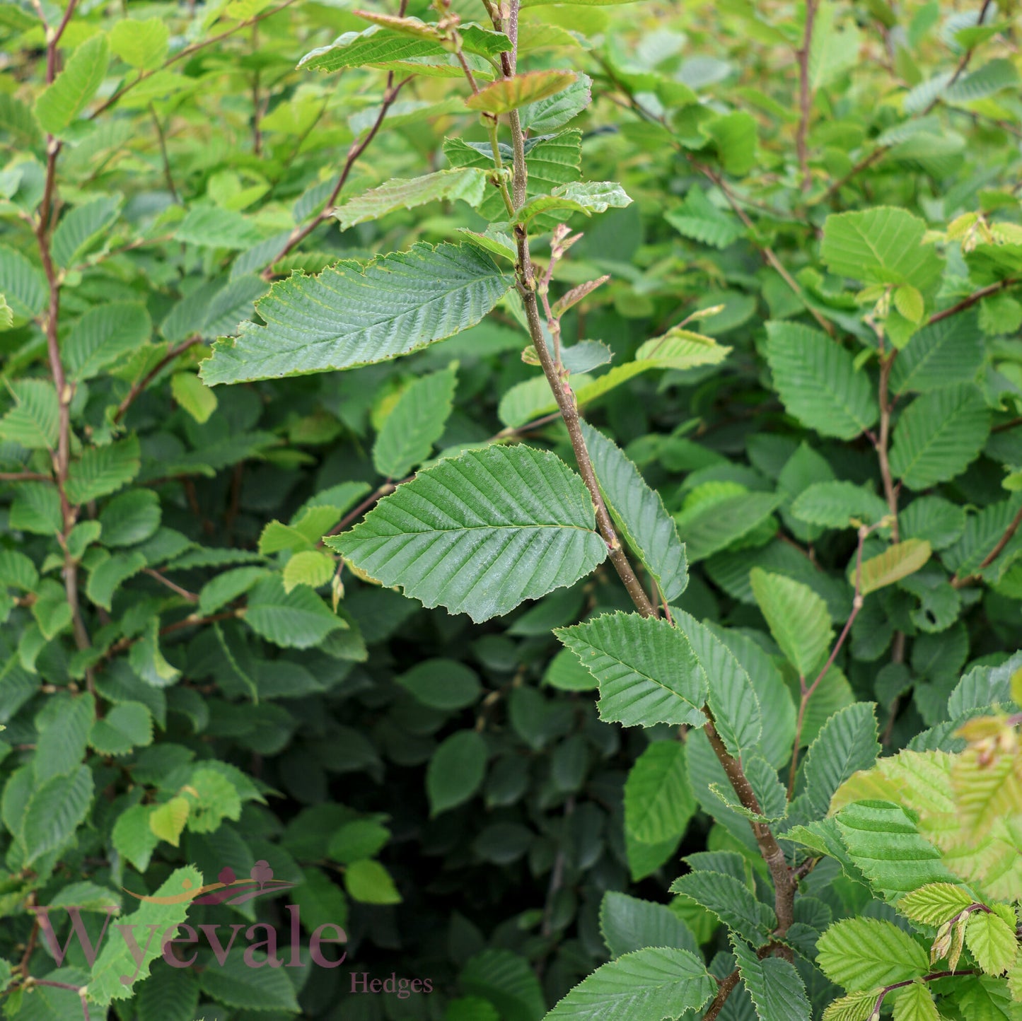 Carpinus betulus (Hornbeam)