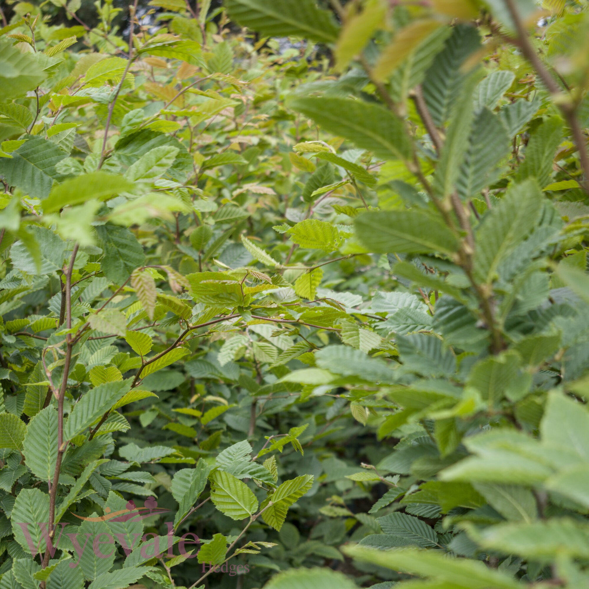 Carpinus betulus (Hornbeam)