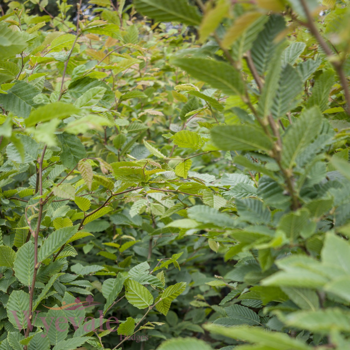 Carpinus betulus (Hornbeam)