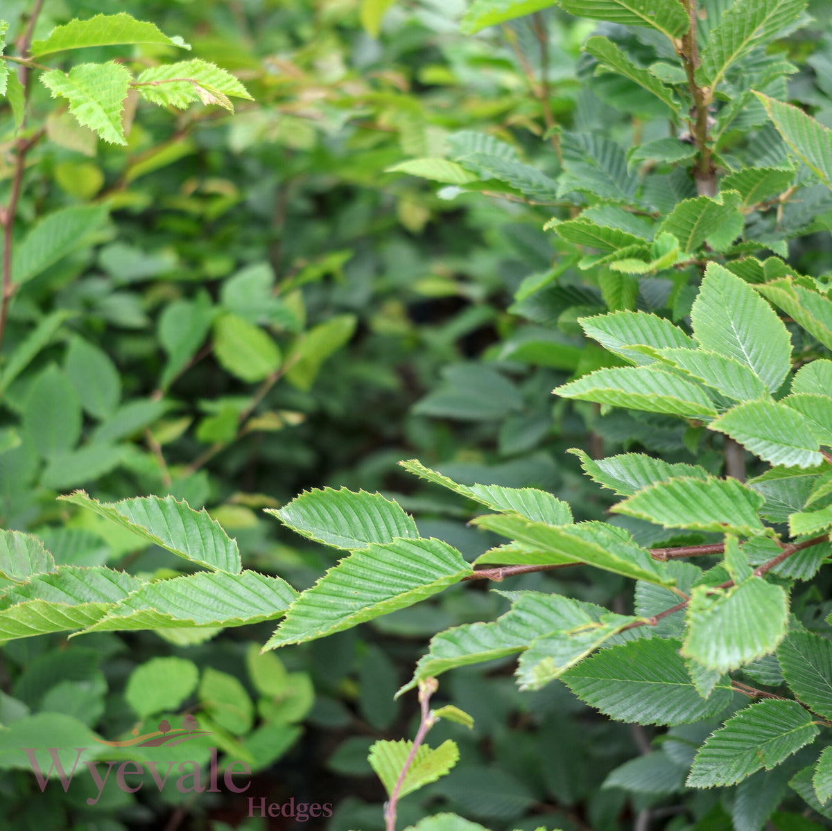 Carpinus betulus (Hornbeam)