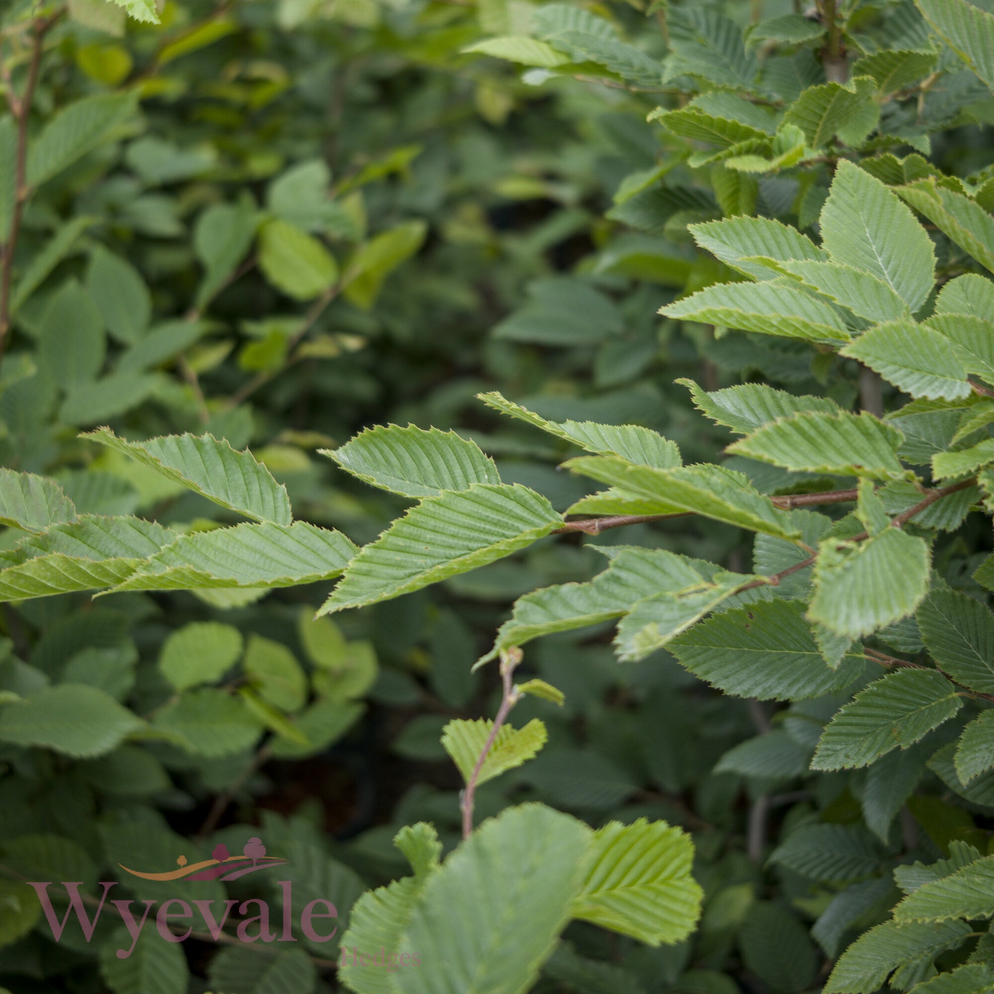 Carpinus betulus (Hornbeam)