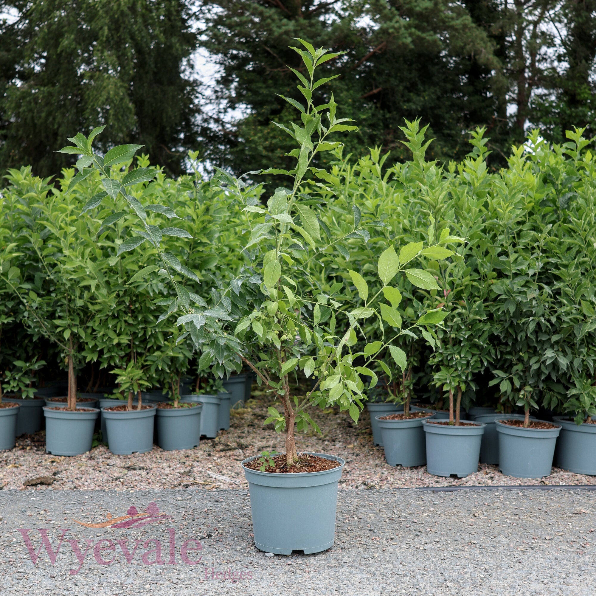 Euonymus europaeus (Spindle)