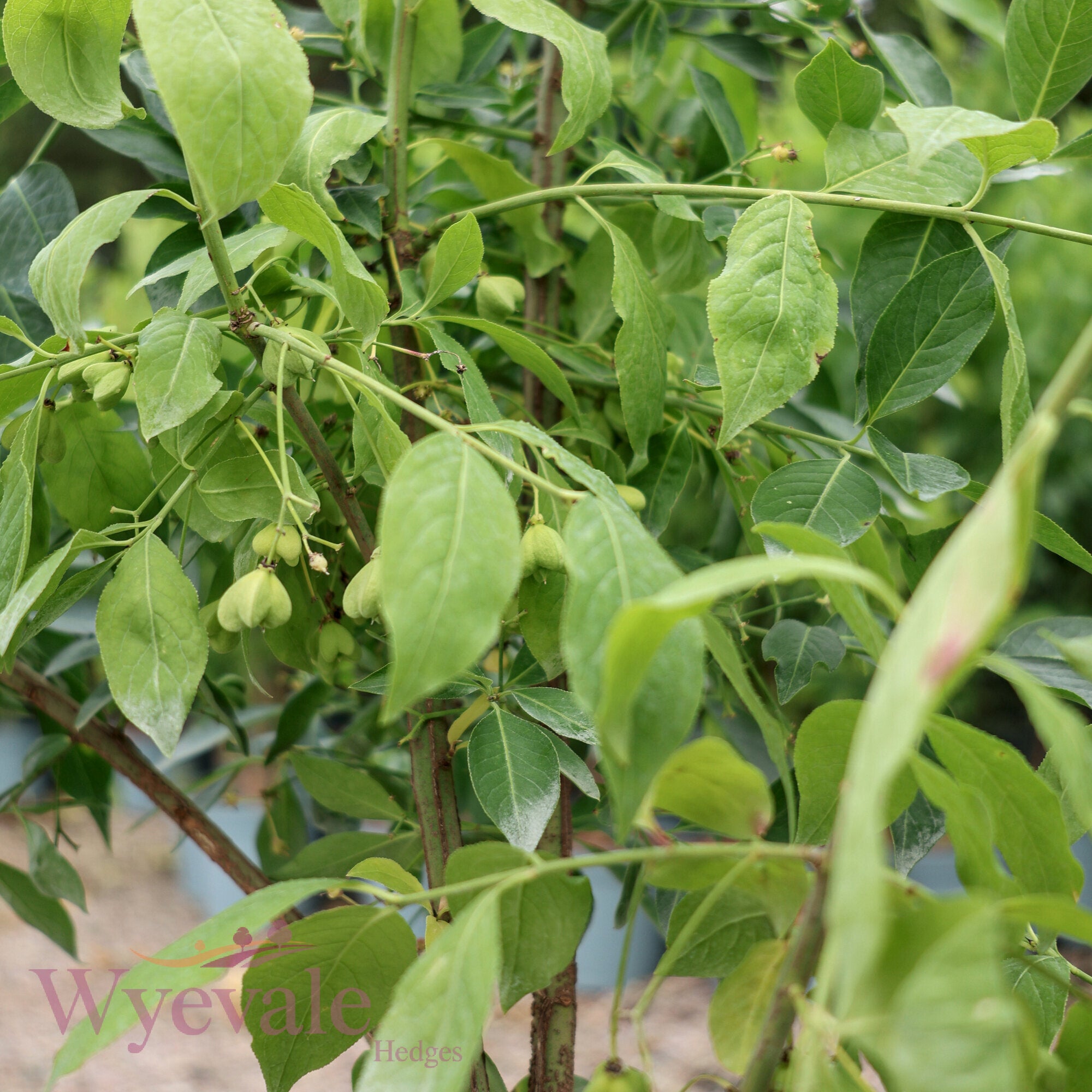 Euonymus europaeus (Spindle)