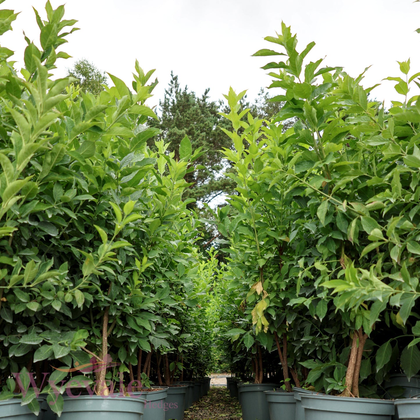 Euonymus europaeus (Spindle)