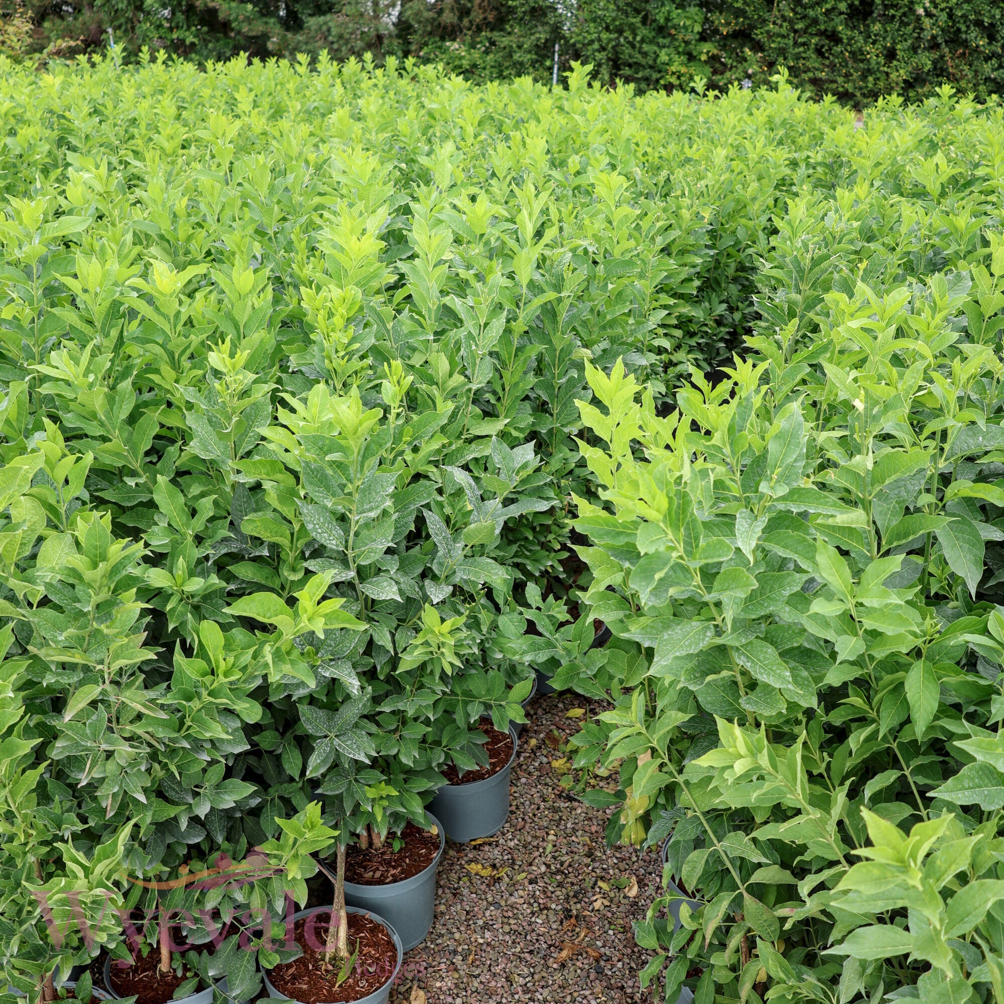 Euonymus europaeus (Spindle)