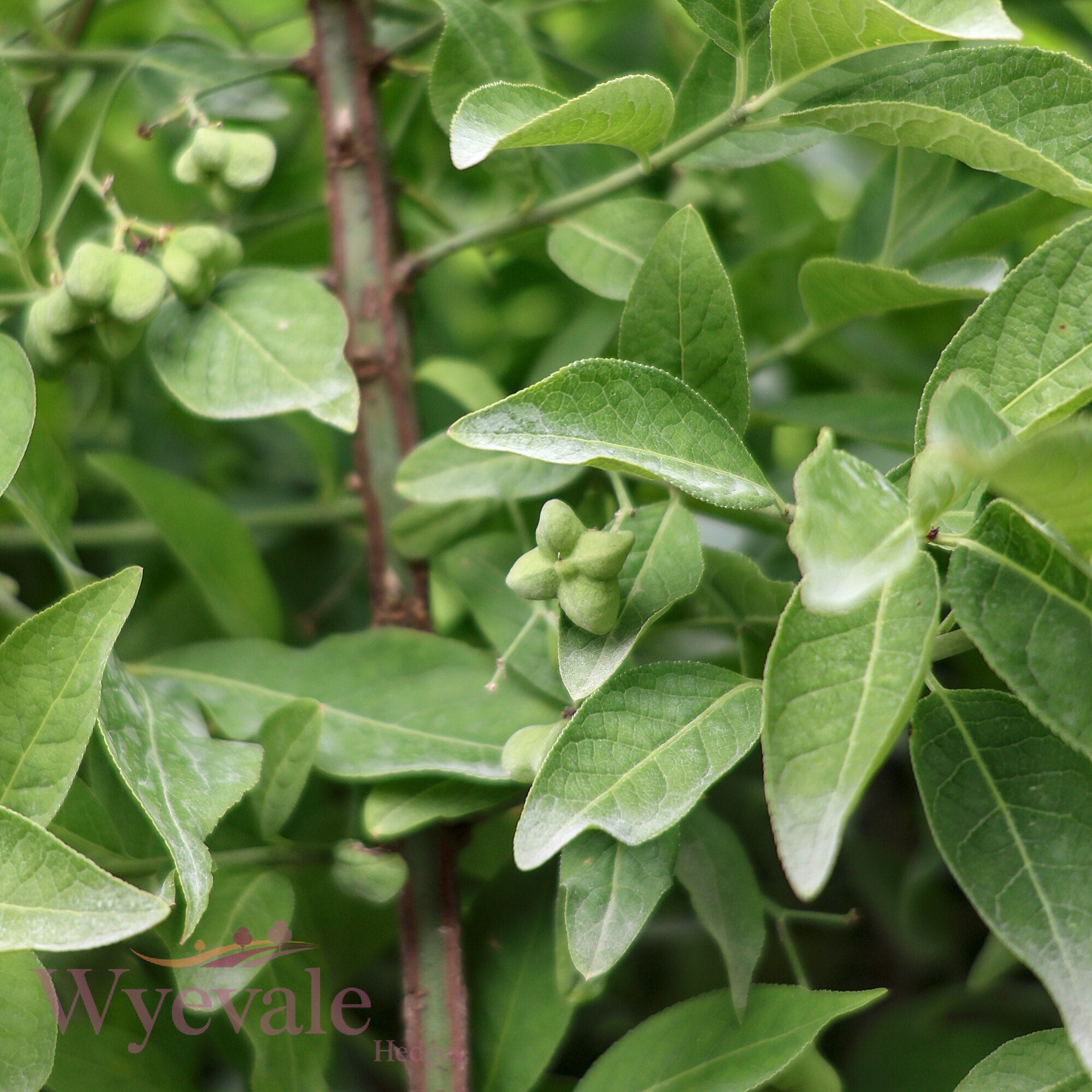 Euonymus europaeus (Spindle)