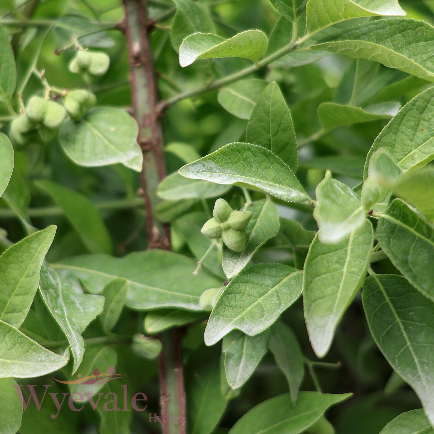 Euonymus europaeus (Spindle)