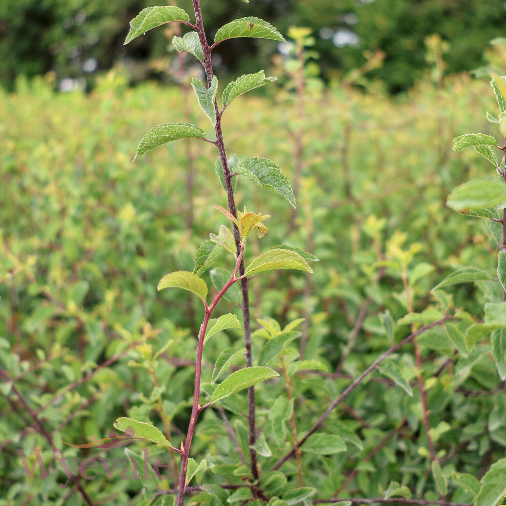 Prunus spinosa (Blackthorn)