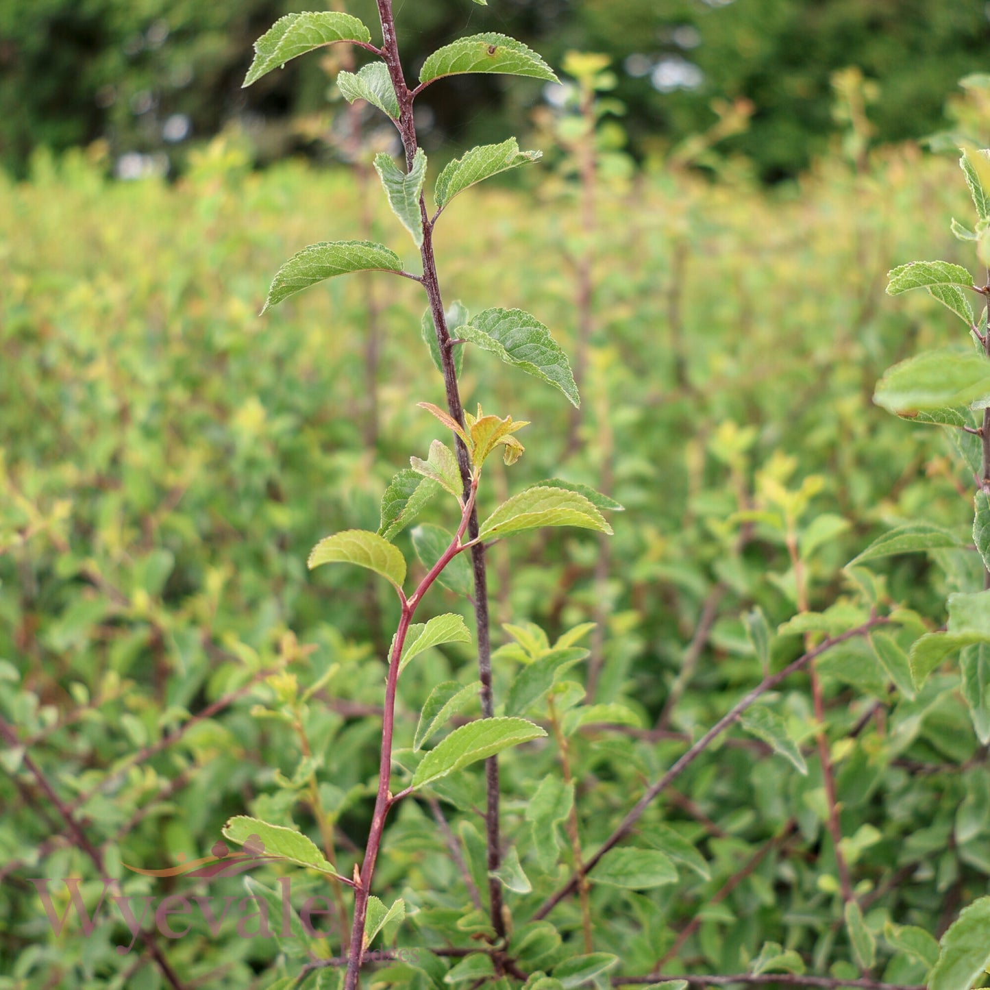 Prunus spinosa (Blackthorn)