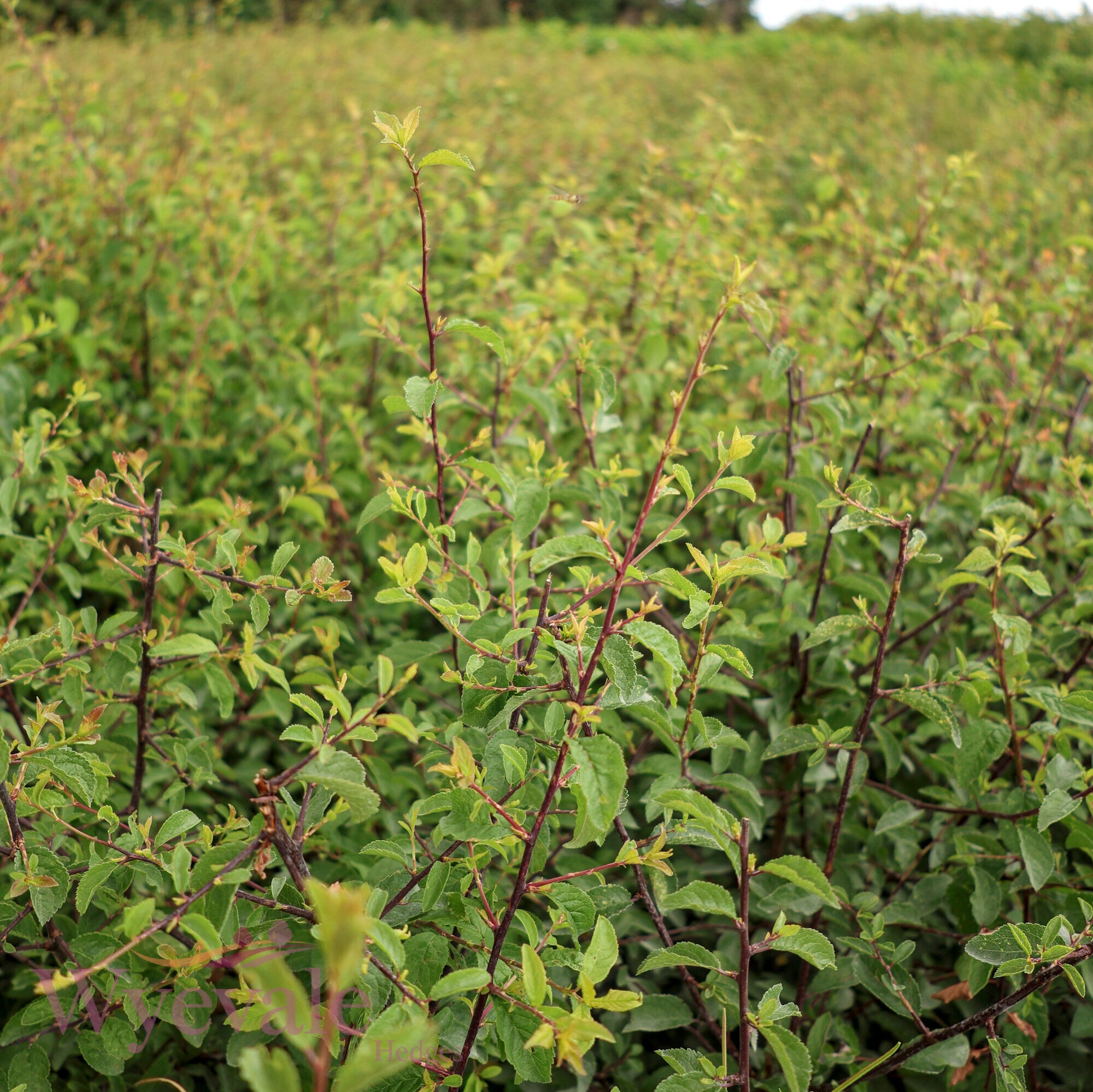 Prunus spinosa (Blackthorn)