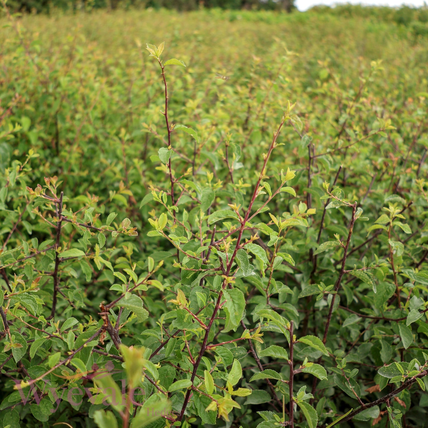 Prunus spinosa (Blackthorn)