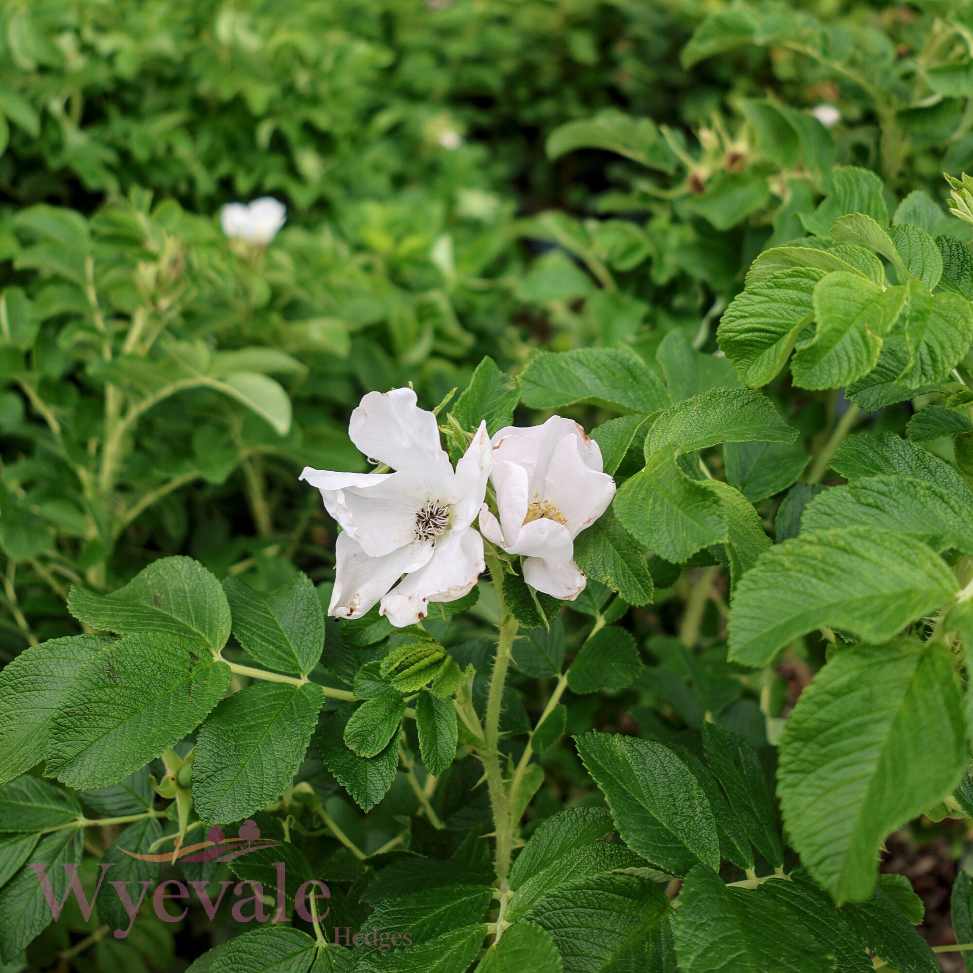 Rosa rugosa (Japanese rose) 'Alba'