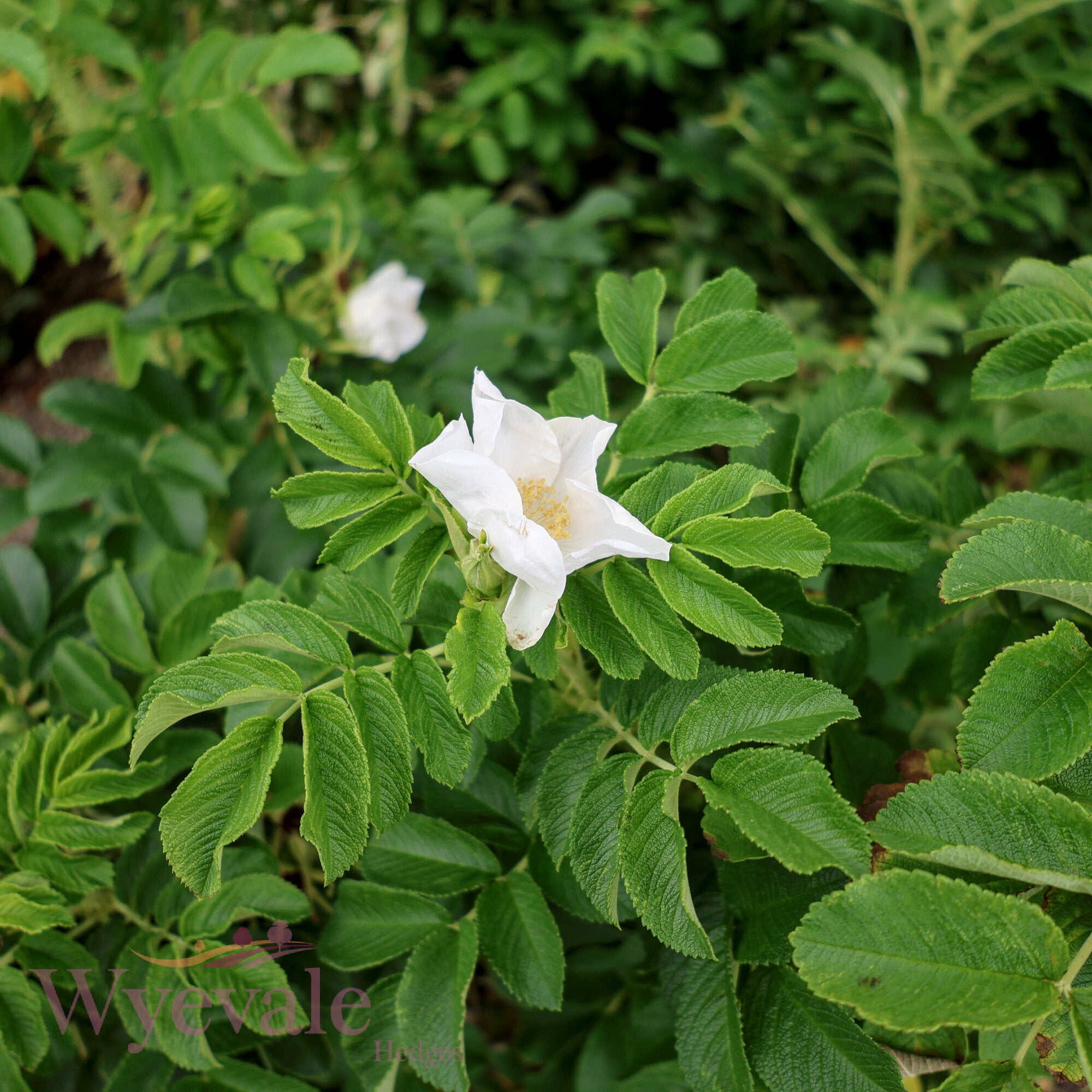 Rosa rugosa (Japanese rose) 'Alba'